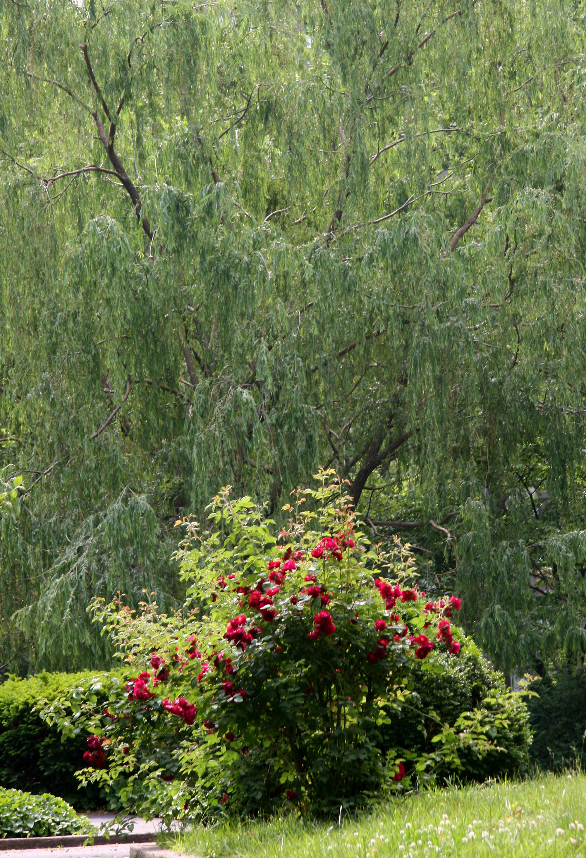 Red Rose Bush & a Willow Tree