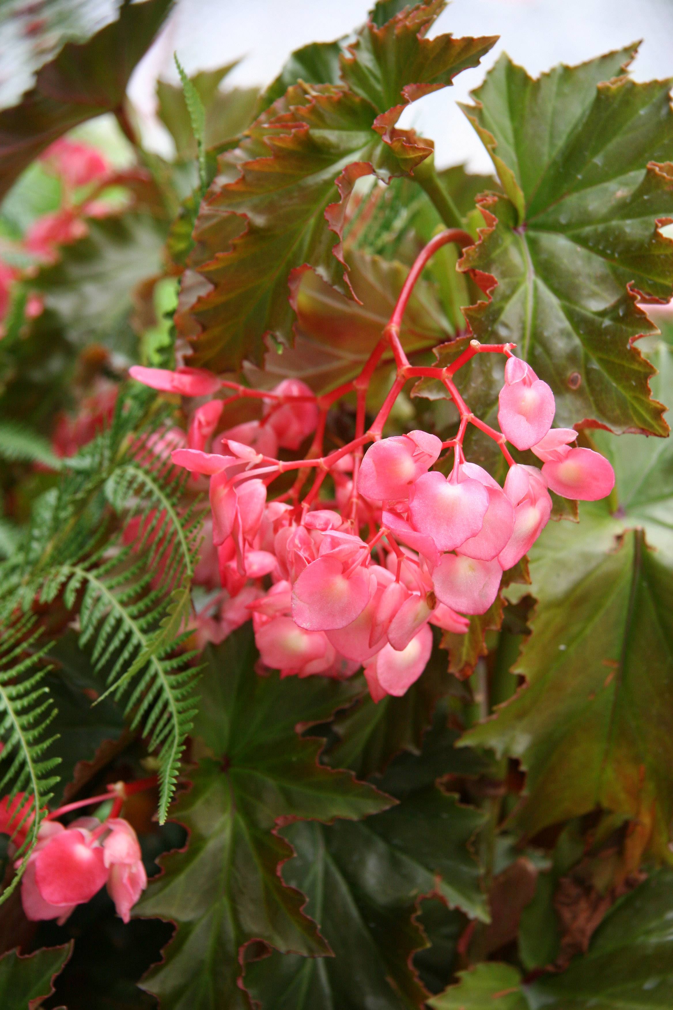 Begonia