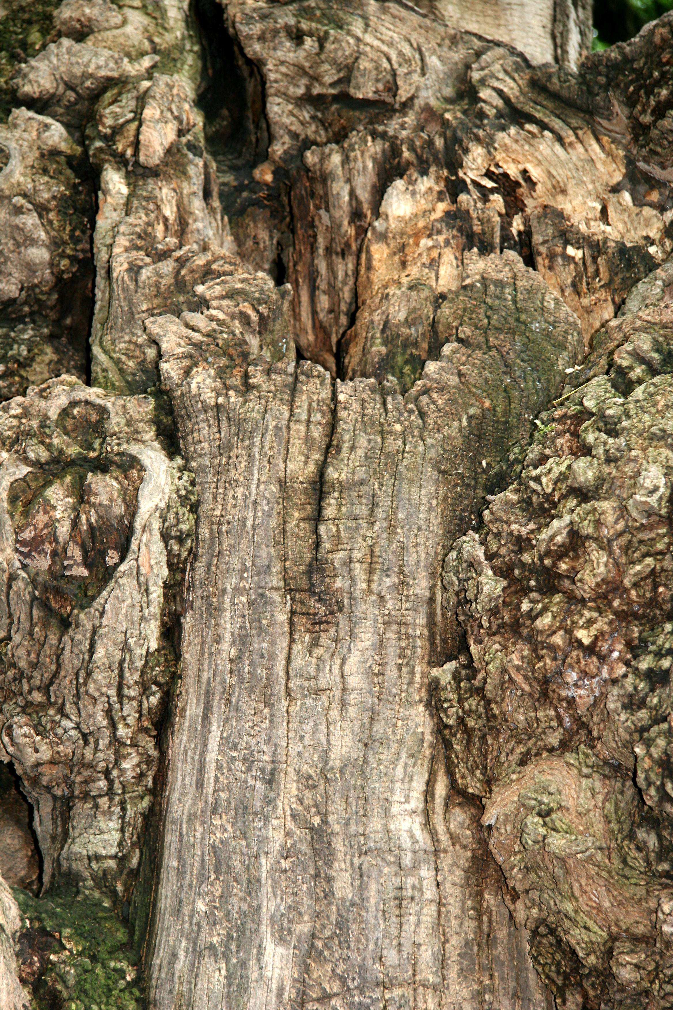 Black Locust Tree