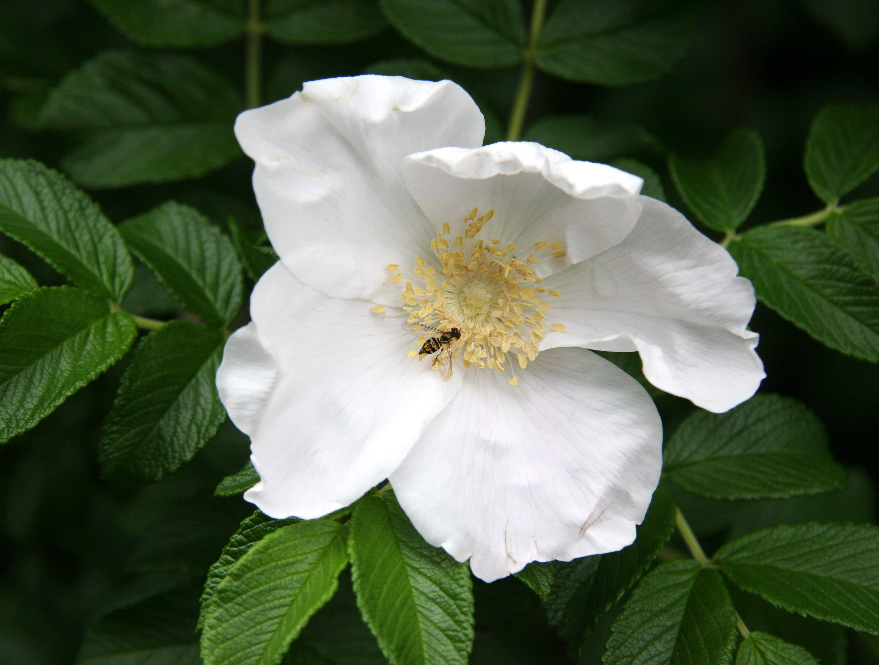 Rugosa Rose