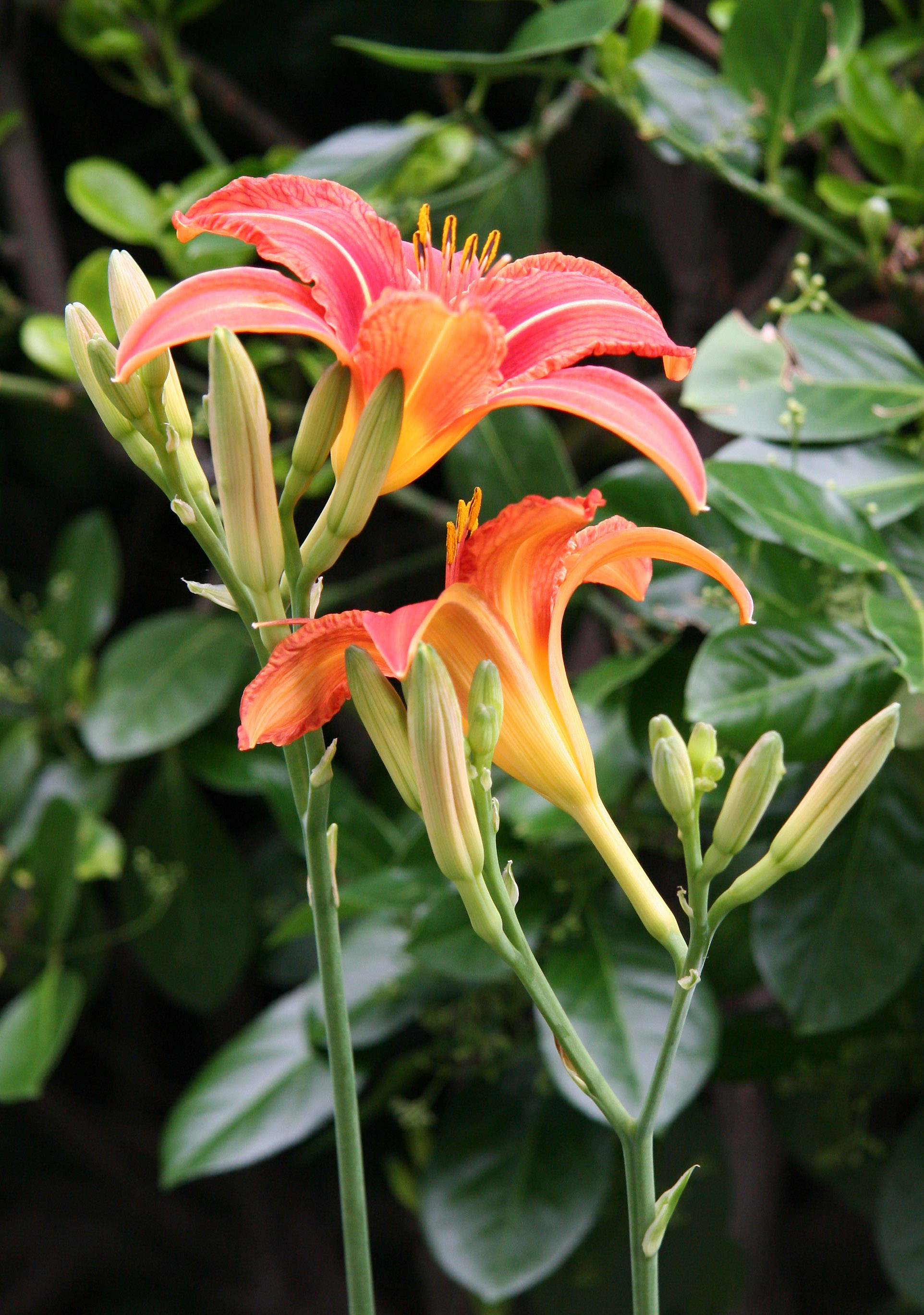 Day Lilies