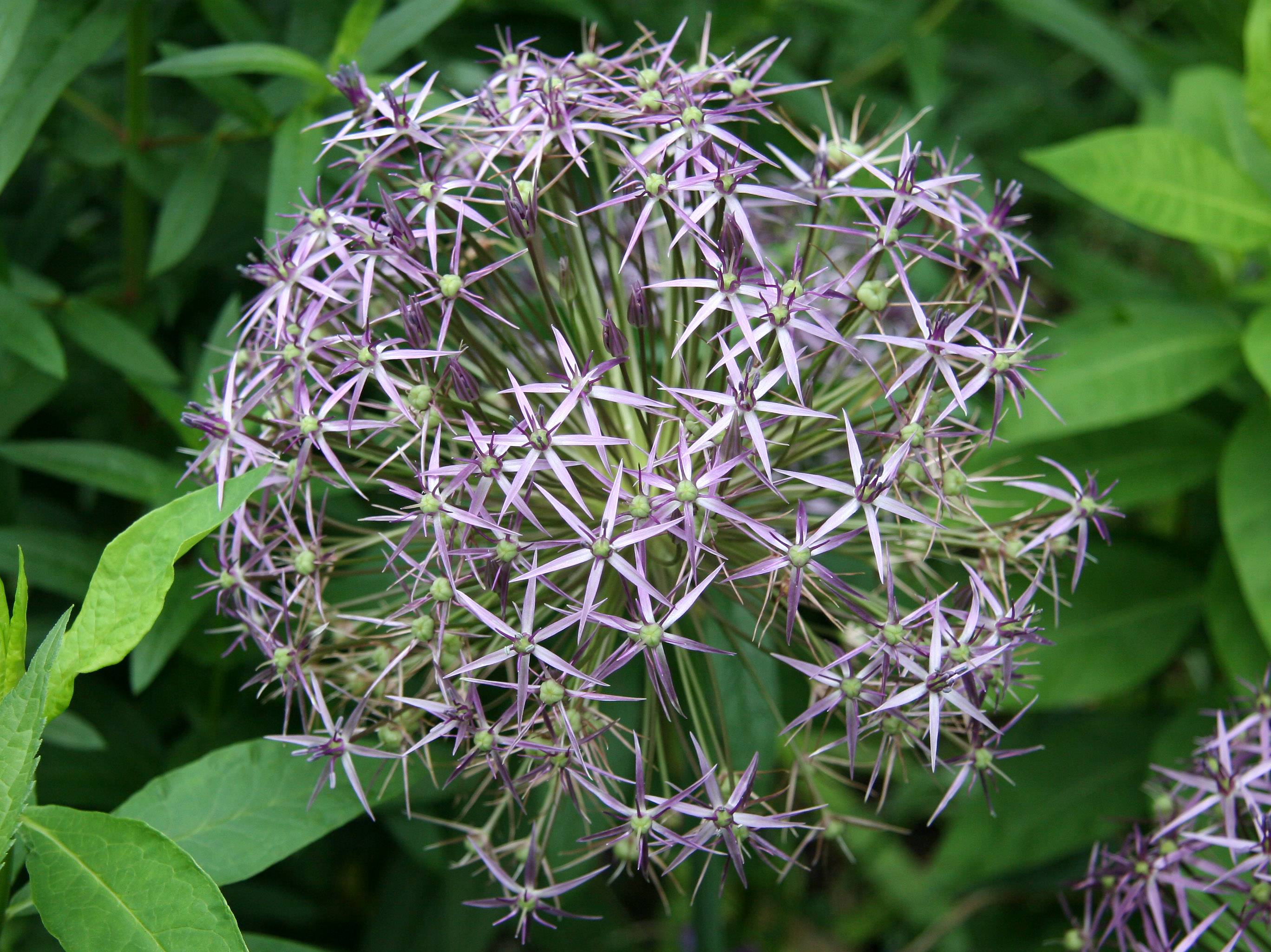 Allium