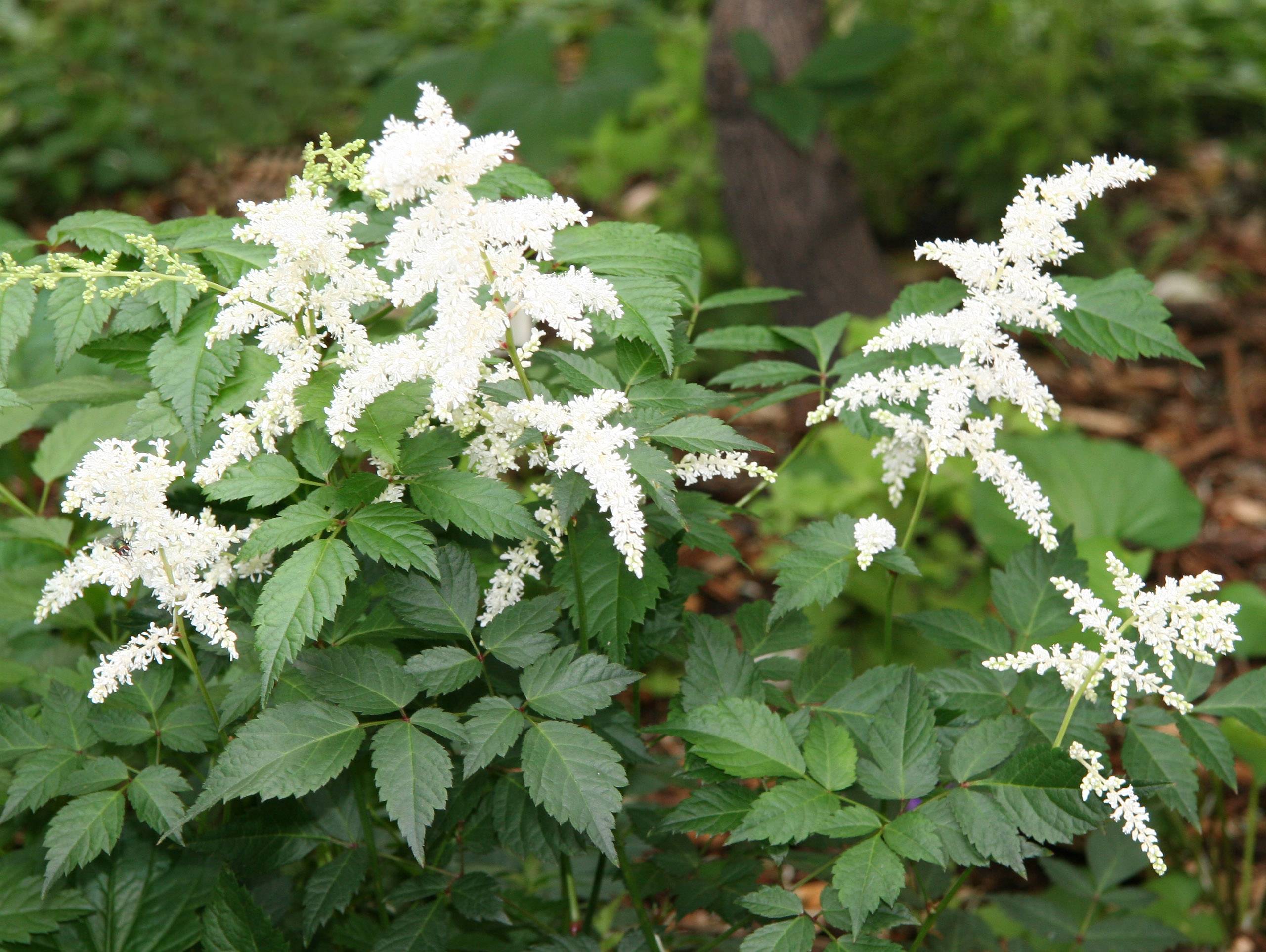 Astilbe or Feather Flowers