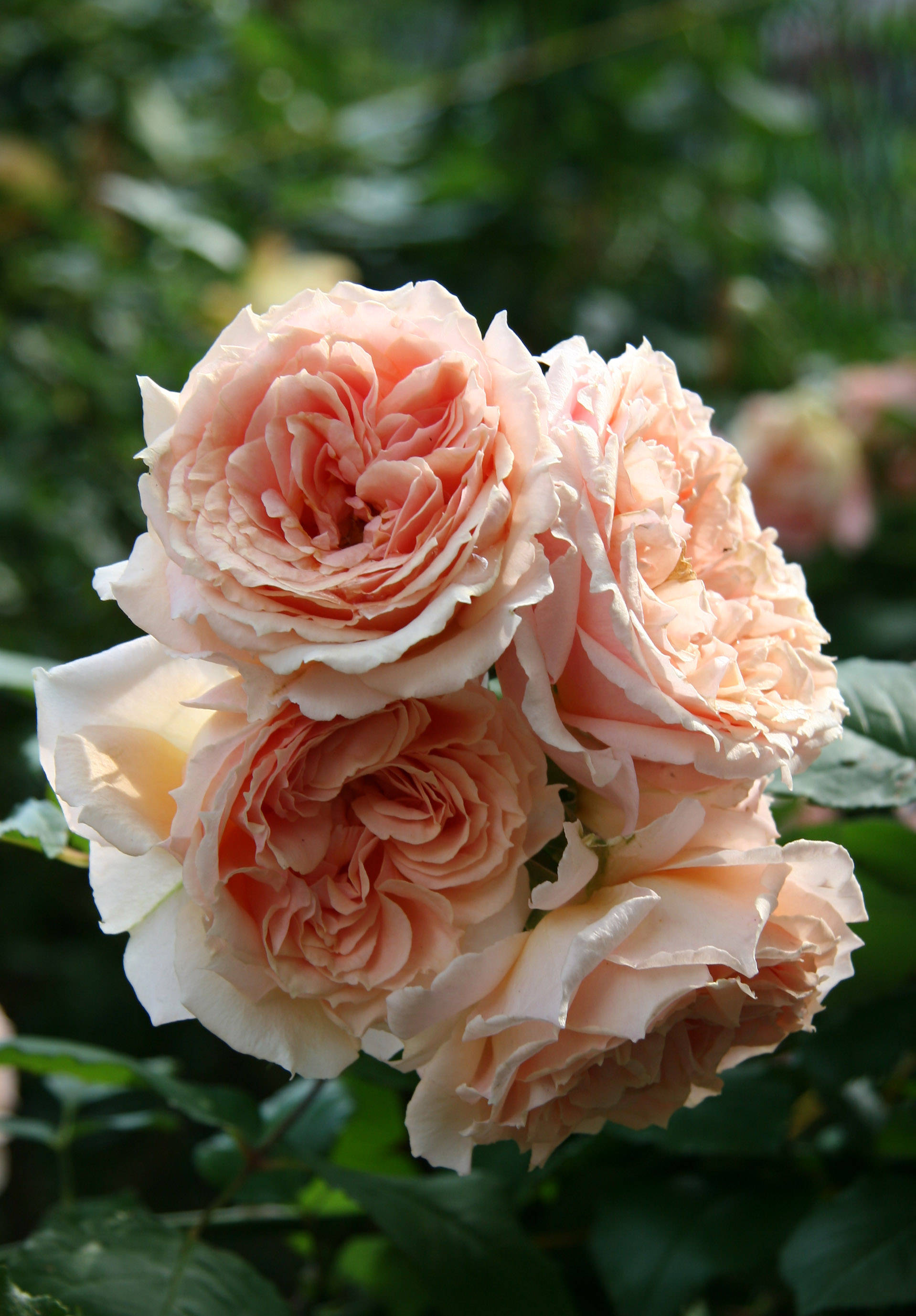 Paul Bocuse Rose Bouquet