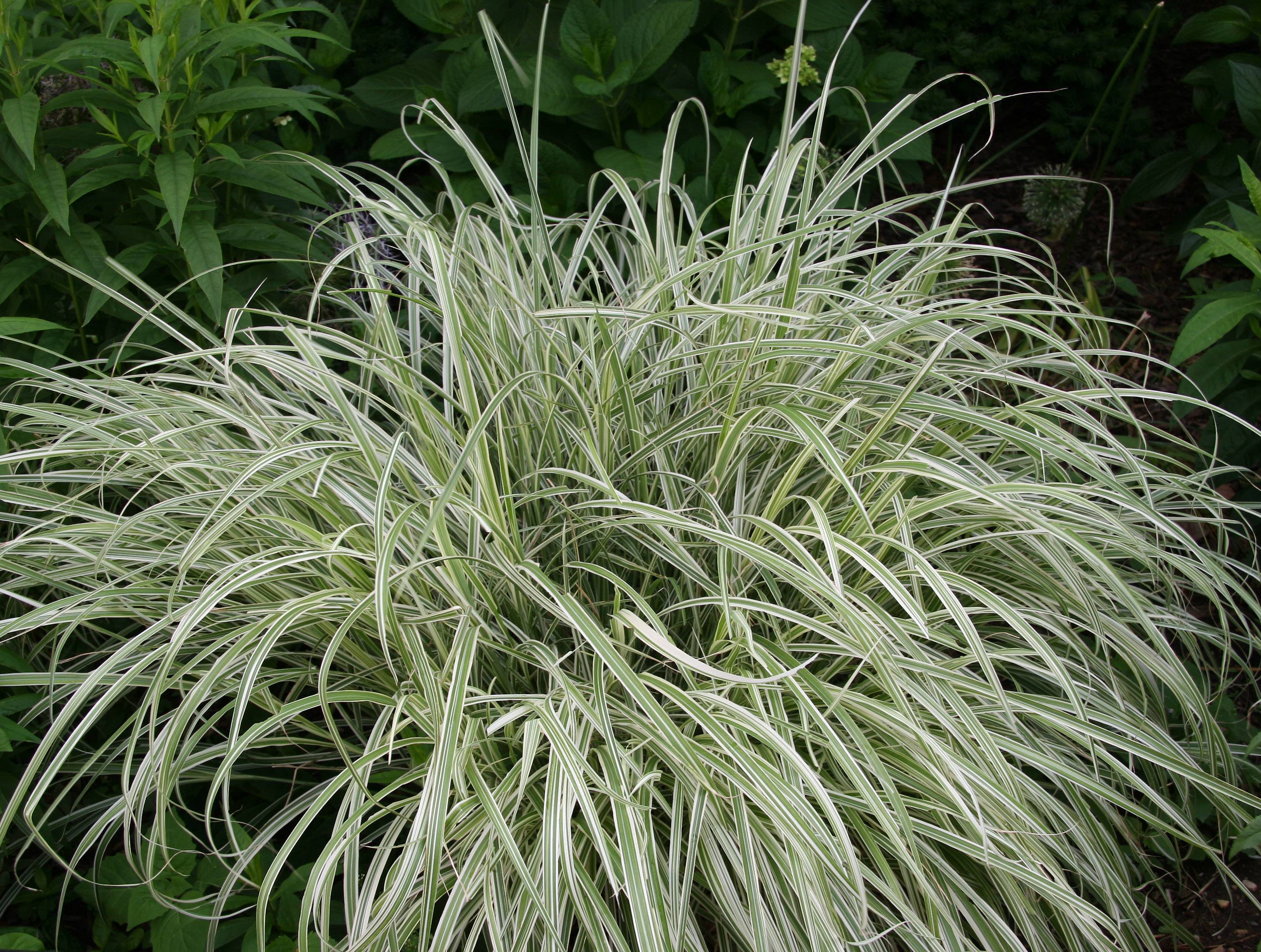 Summer Grass