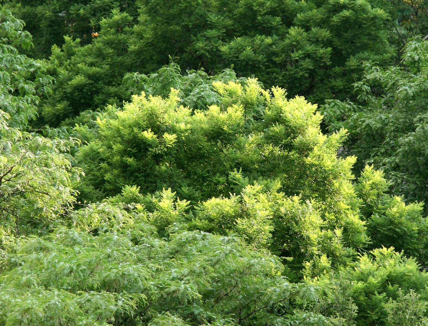 Scholar & Locust Tree Tops