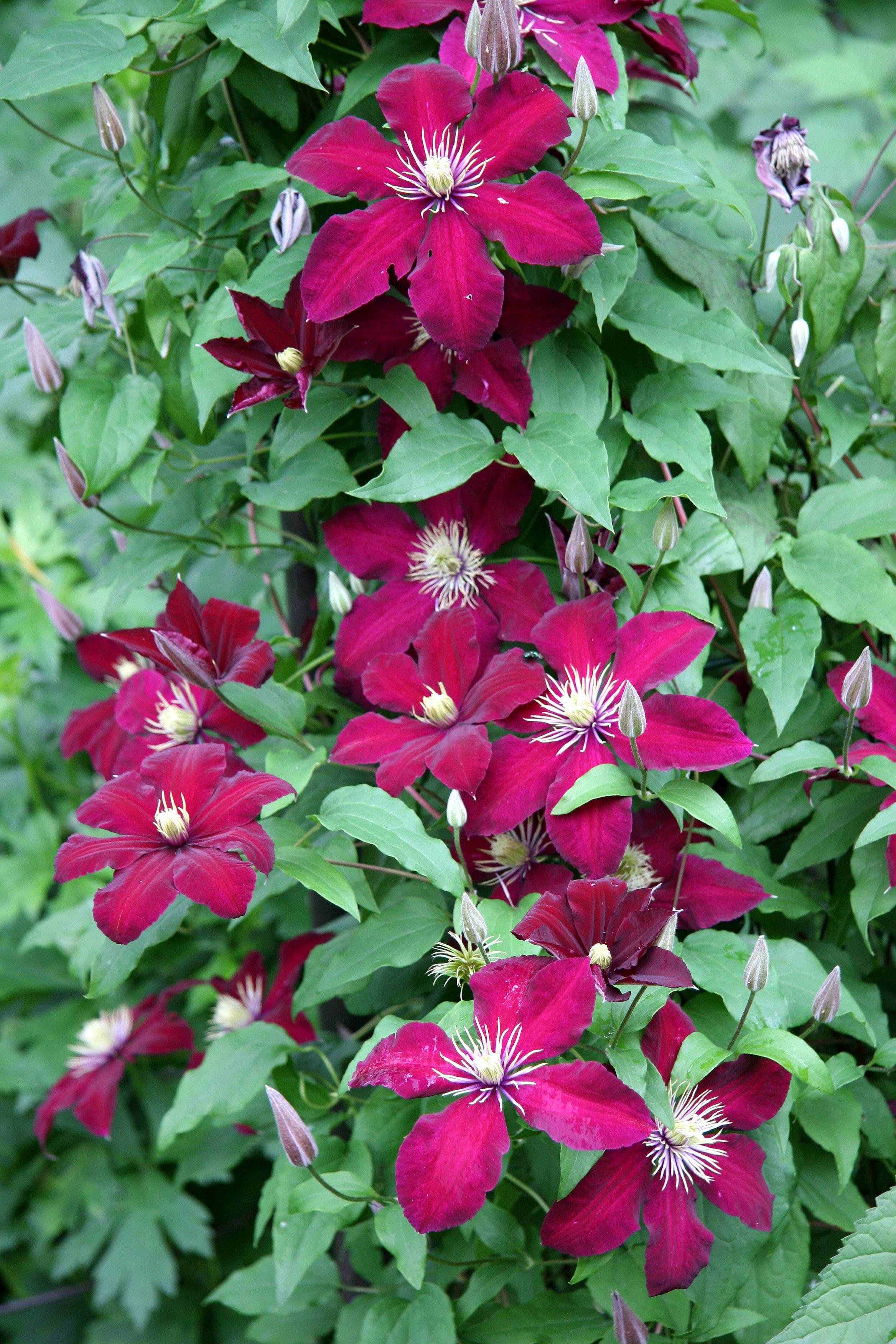 Clematis