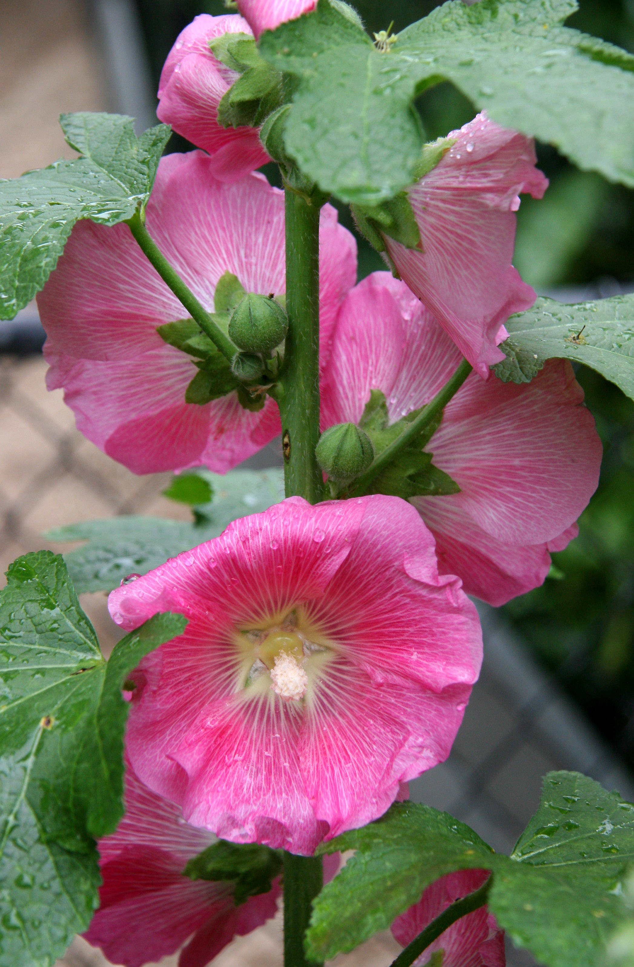 Hollyhocks