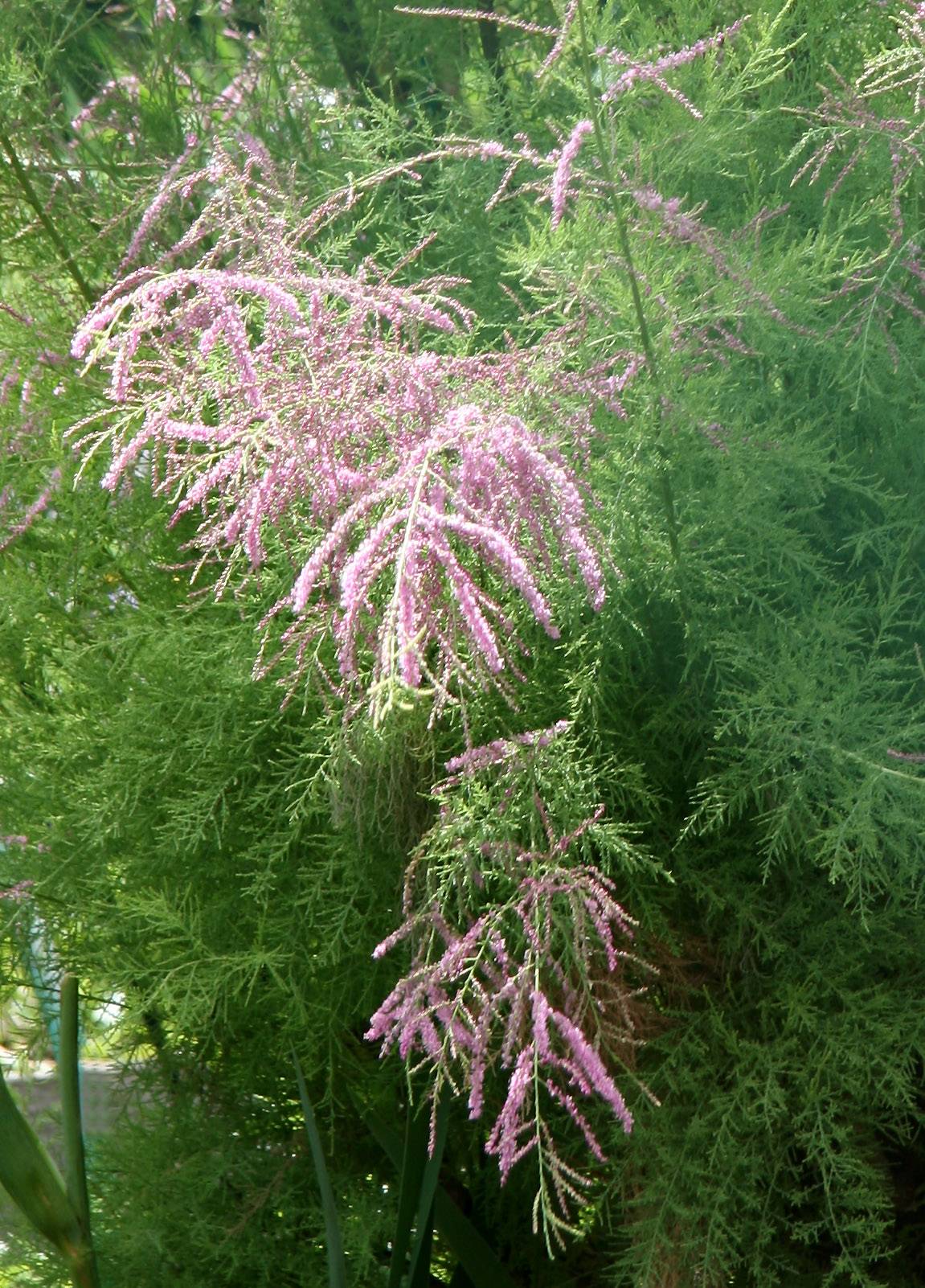 Tamarisk Tree Blossoms