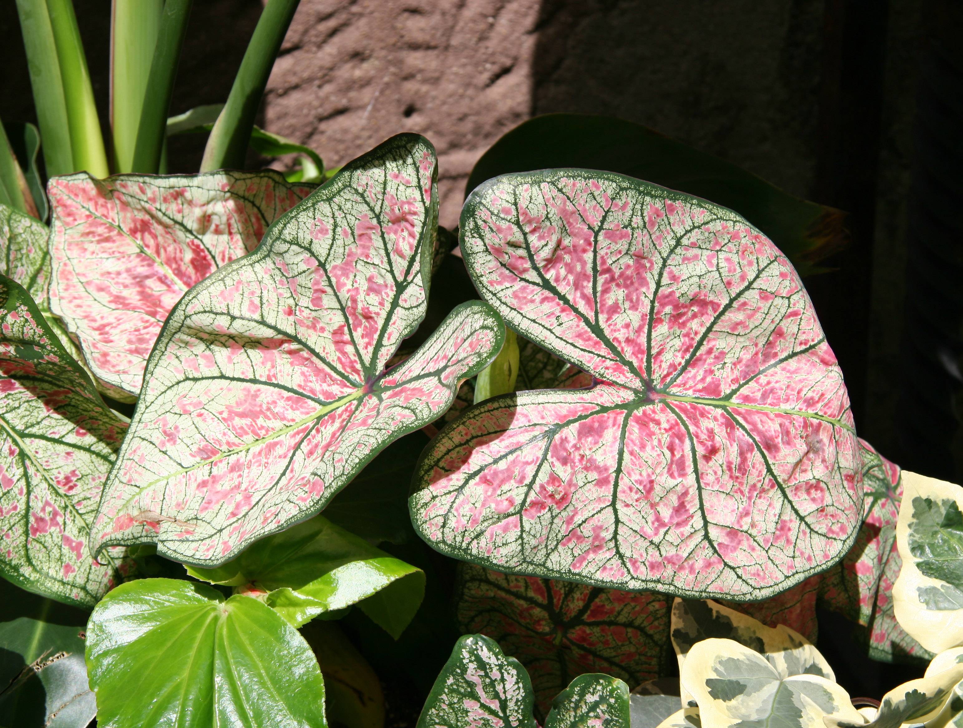 Caladium