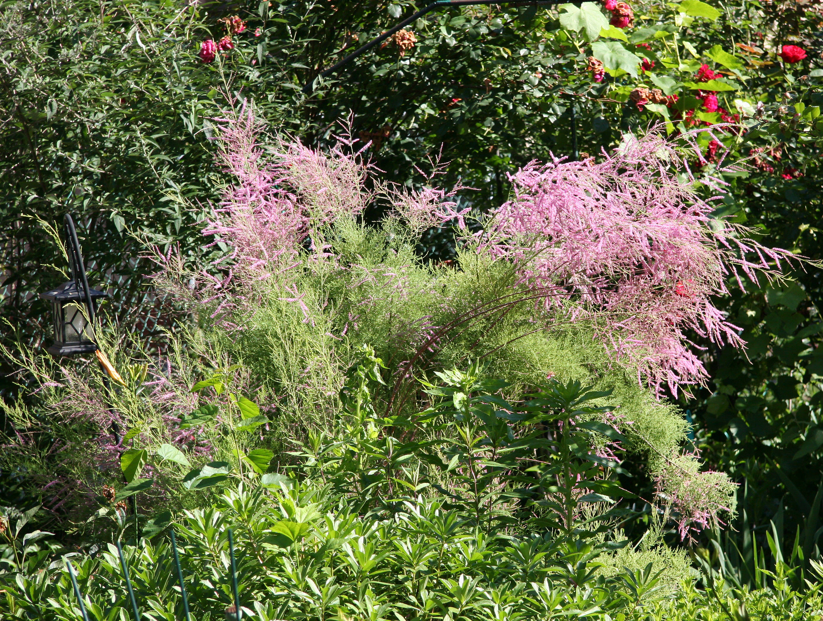 Tamarisk Blossoms