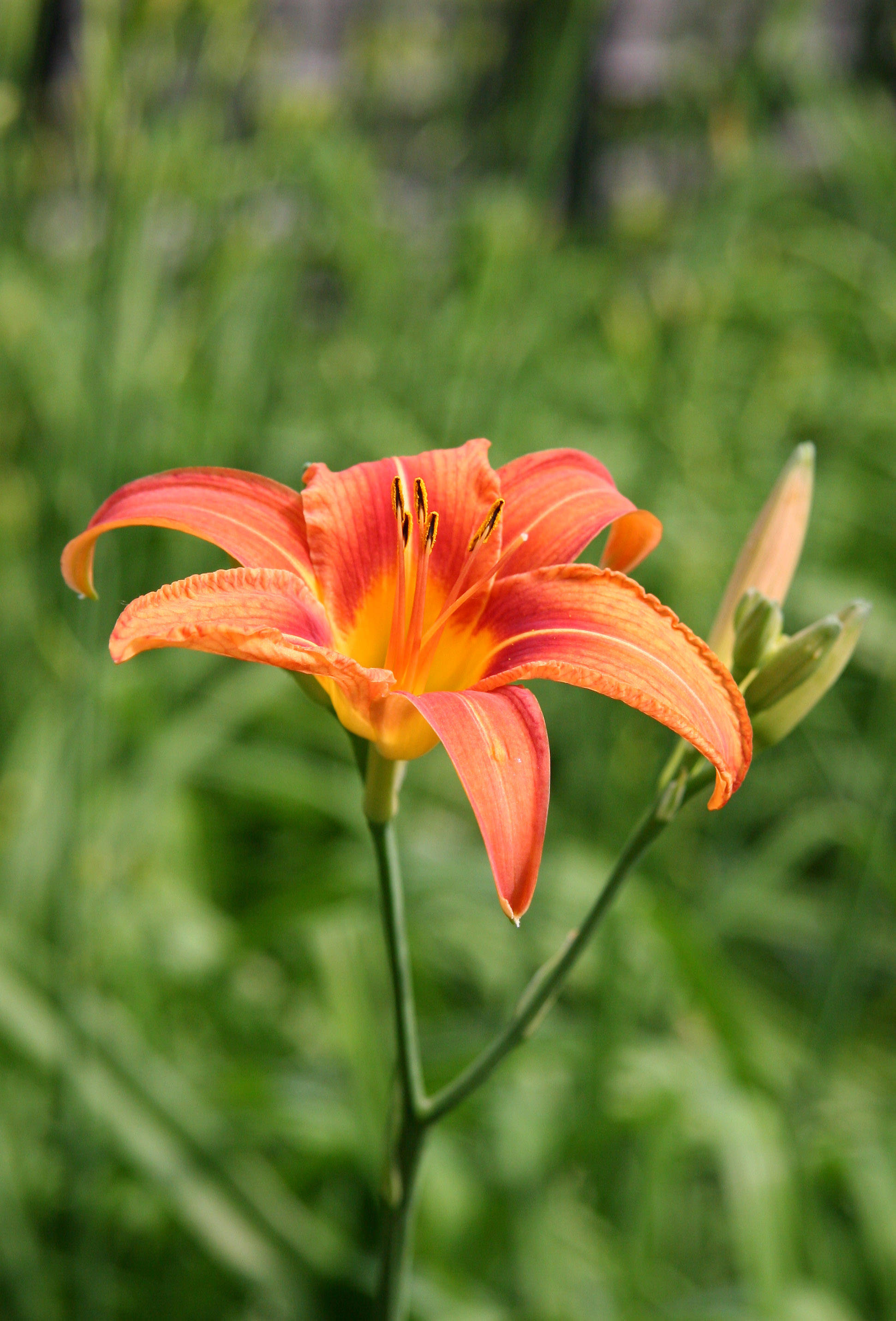 Day Lily