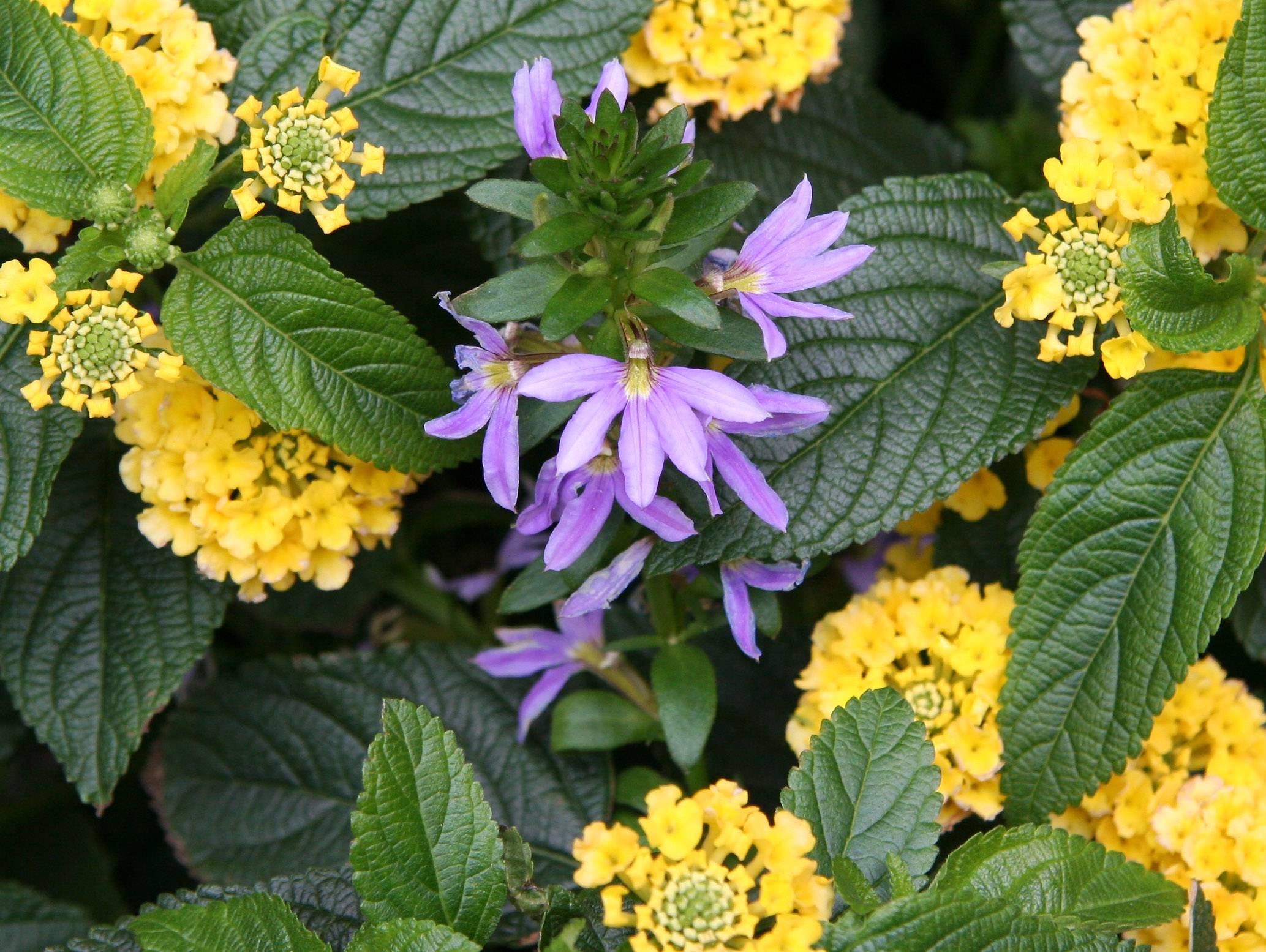 Scaevola & Lantana