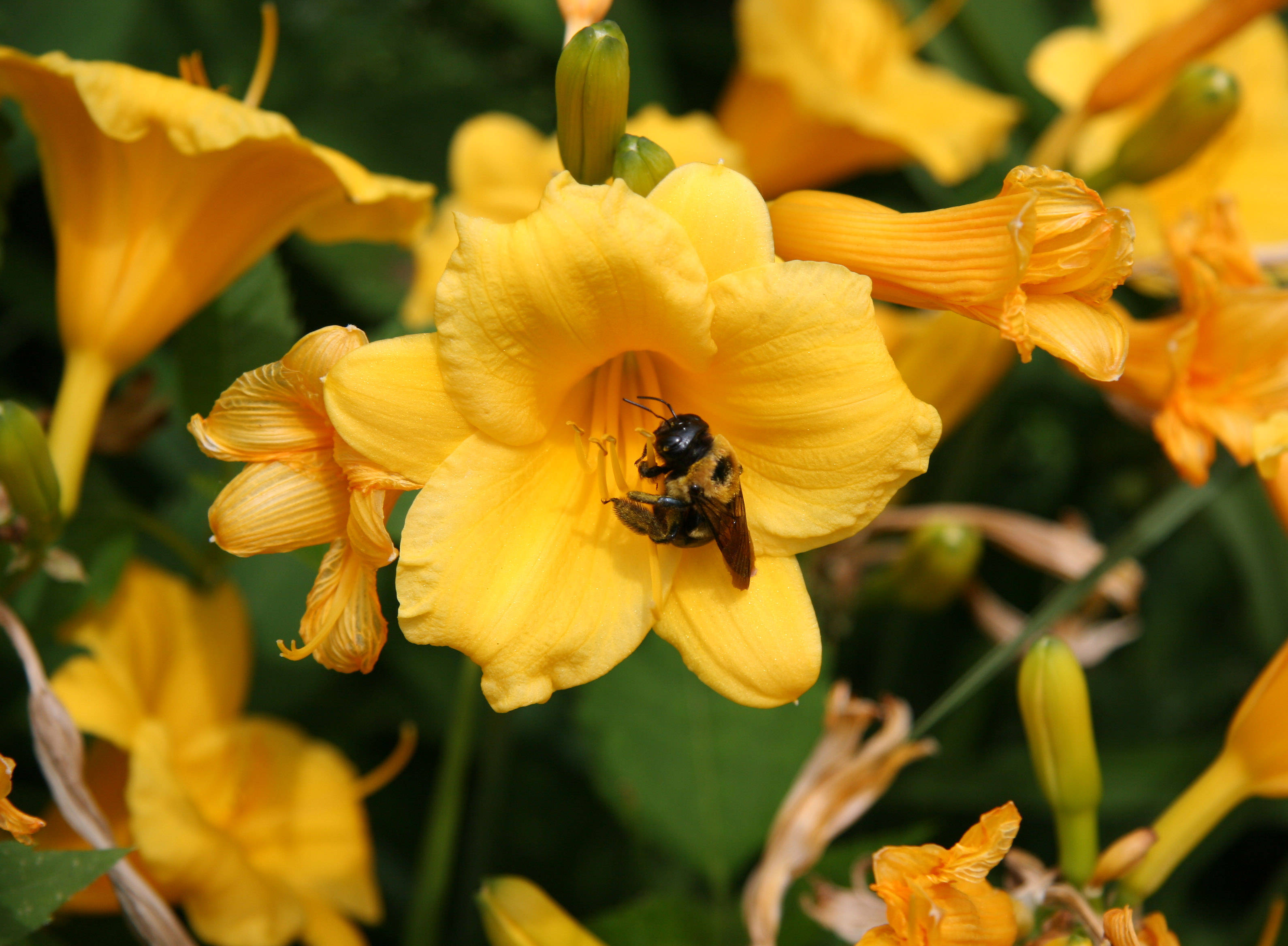 Bee in the Lilies