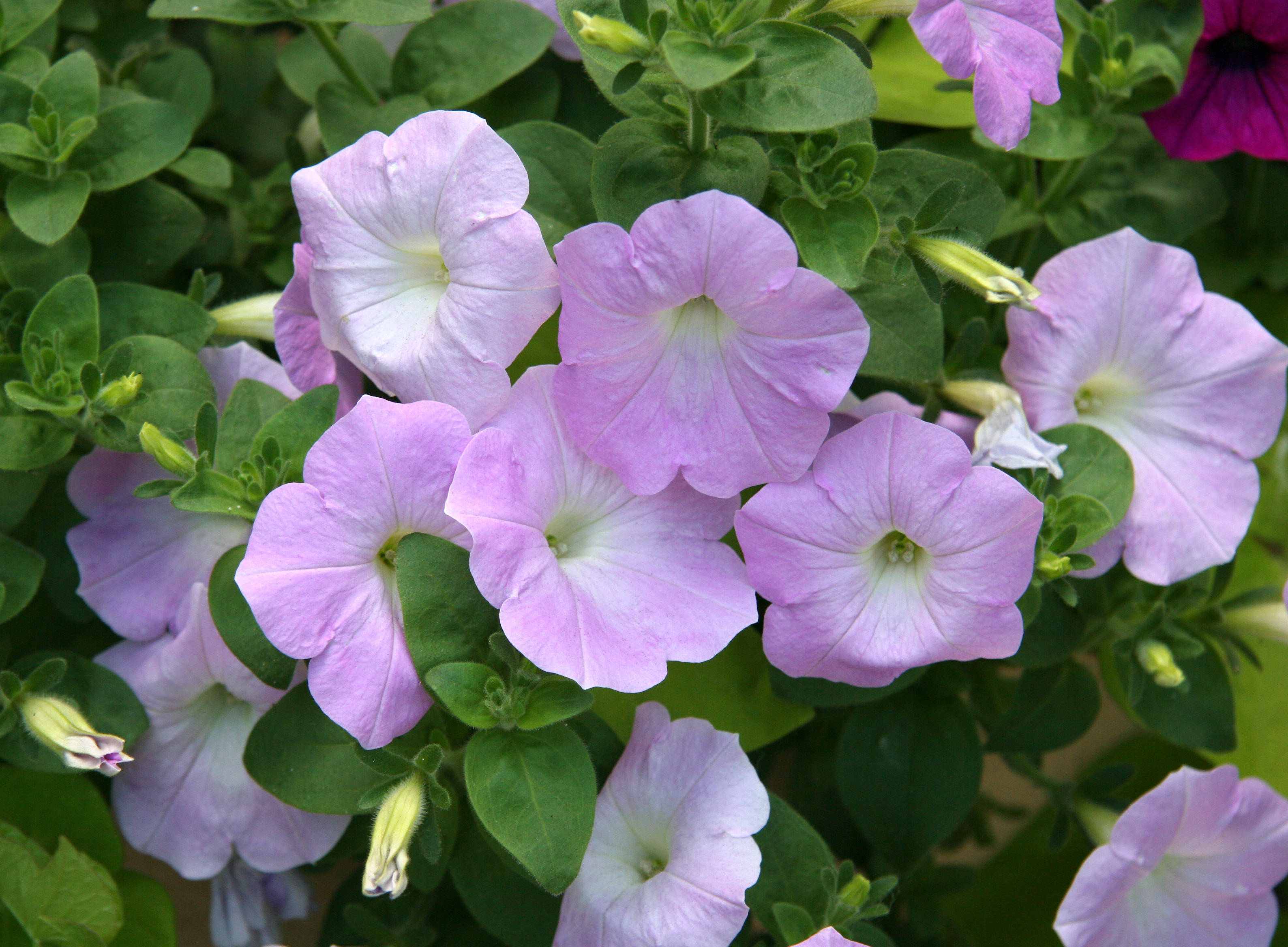 Petunias at the Entrance to the Catholic Center