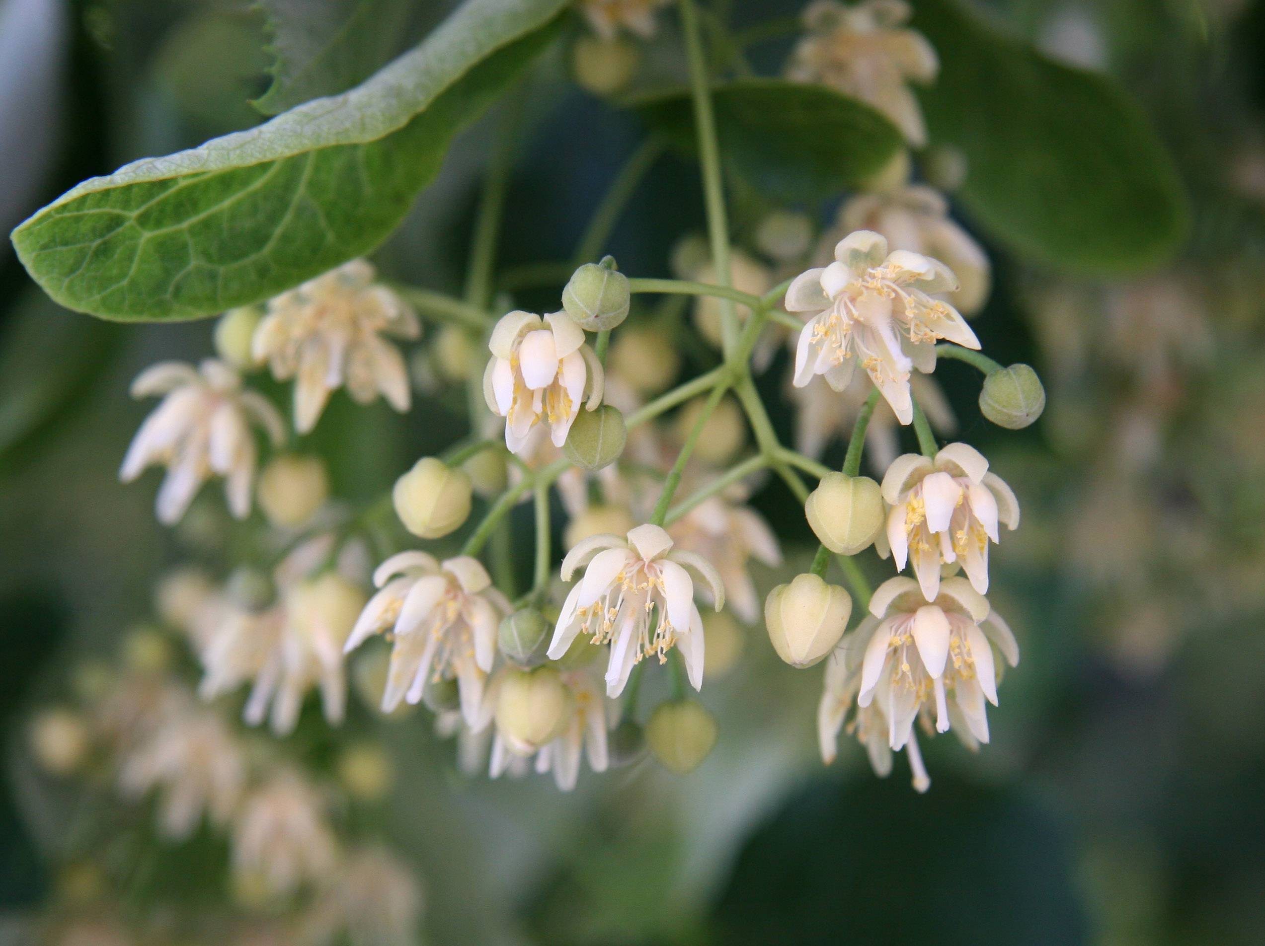 Linden Tree Blossoms