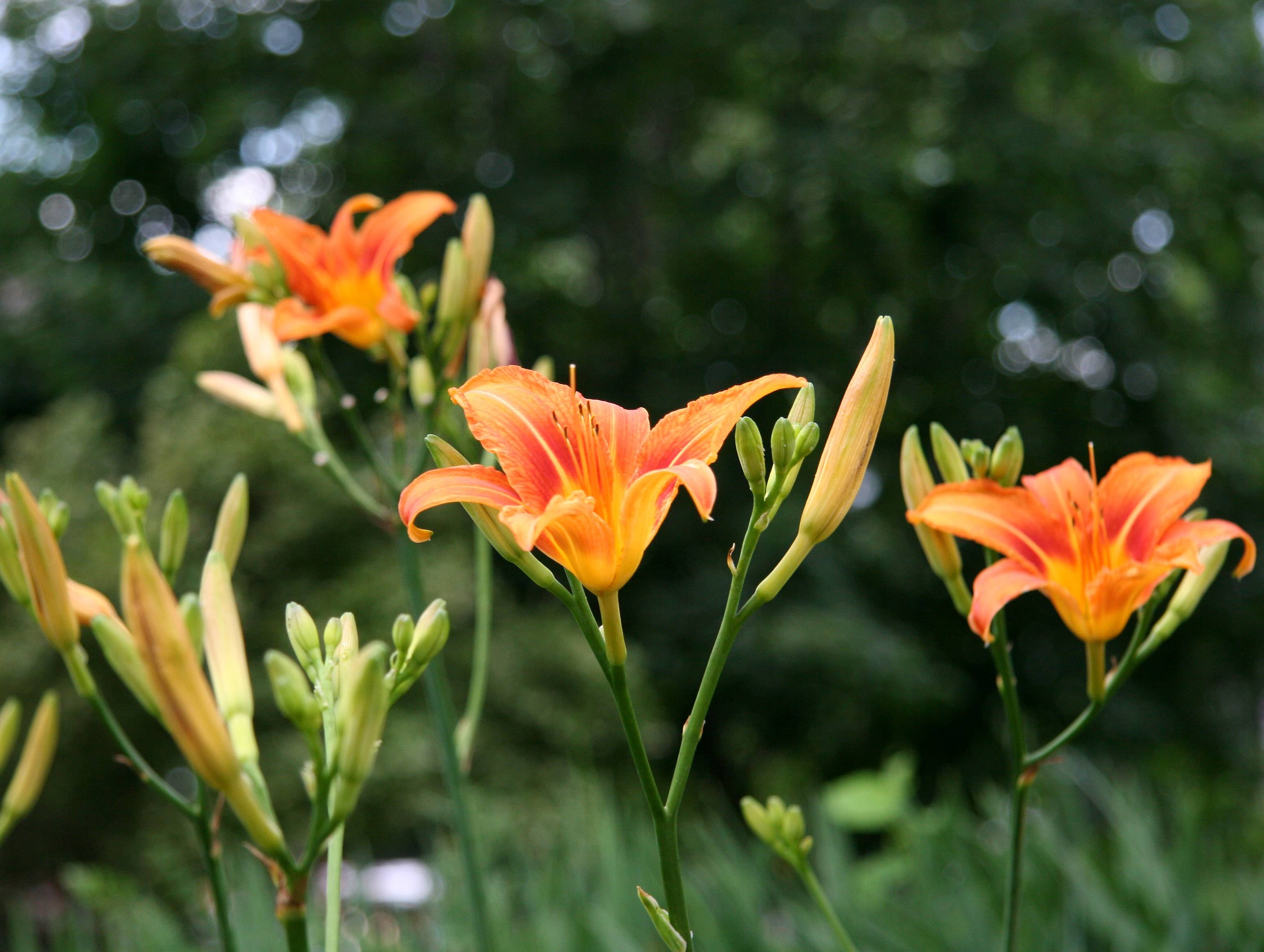 Day Lilies