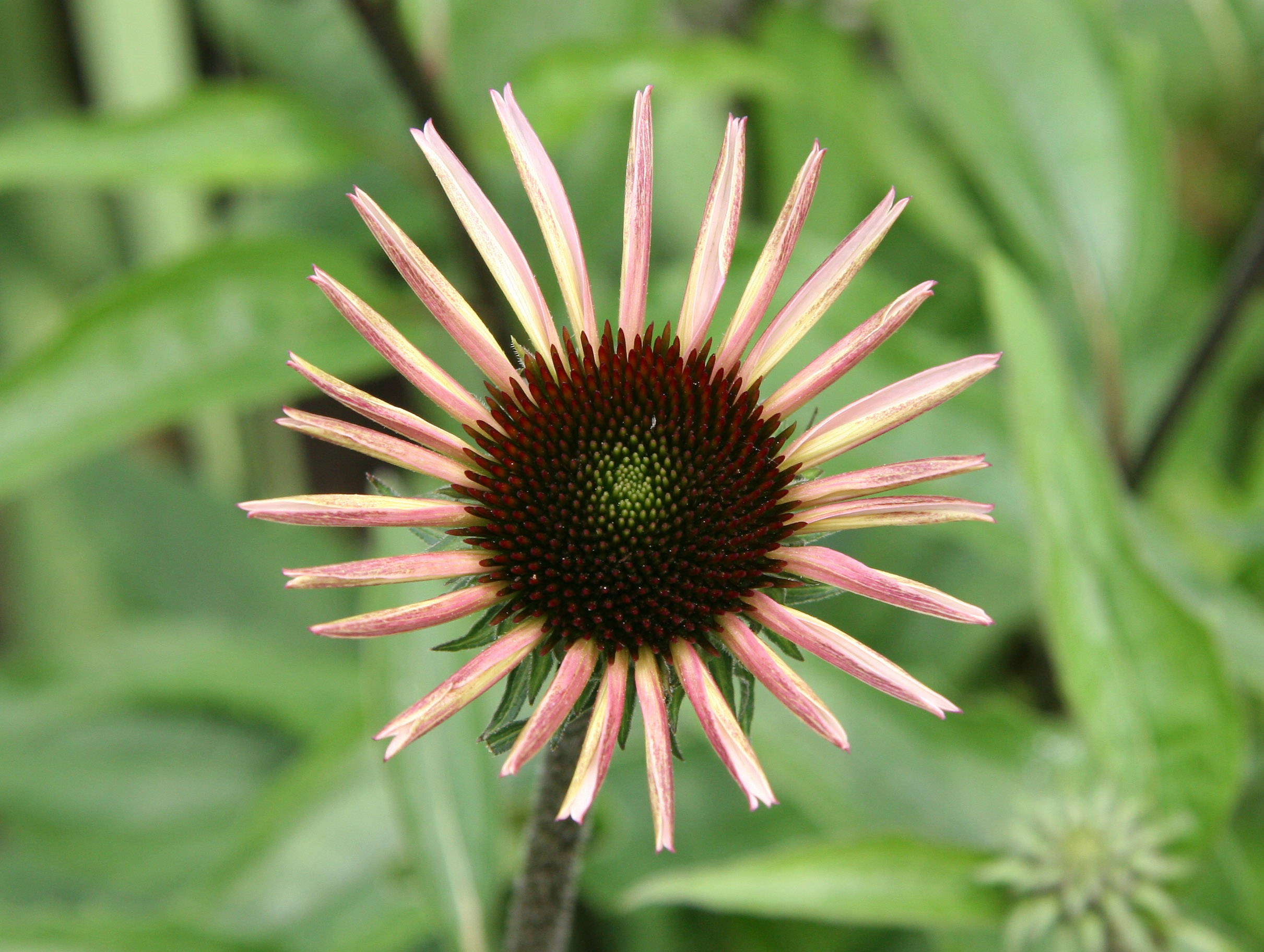 Echinacea