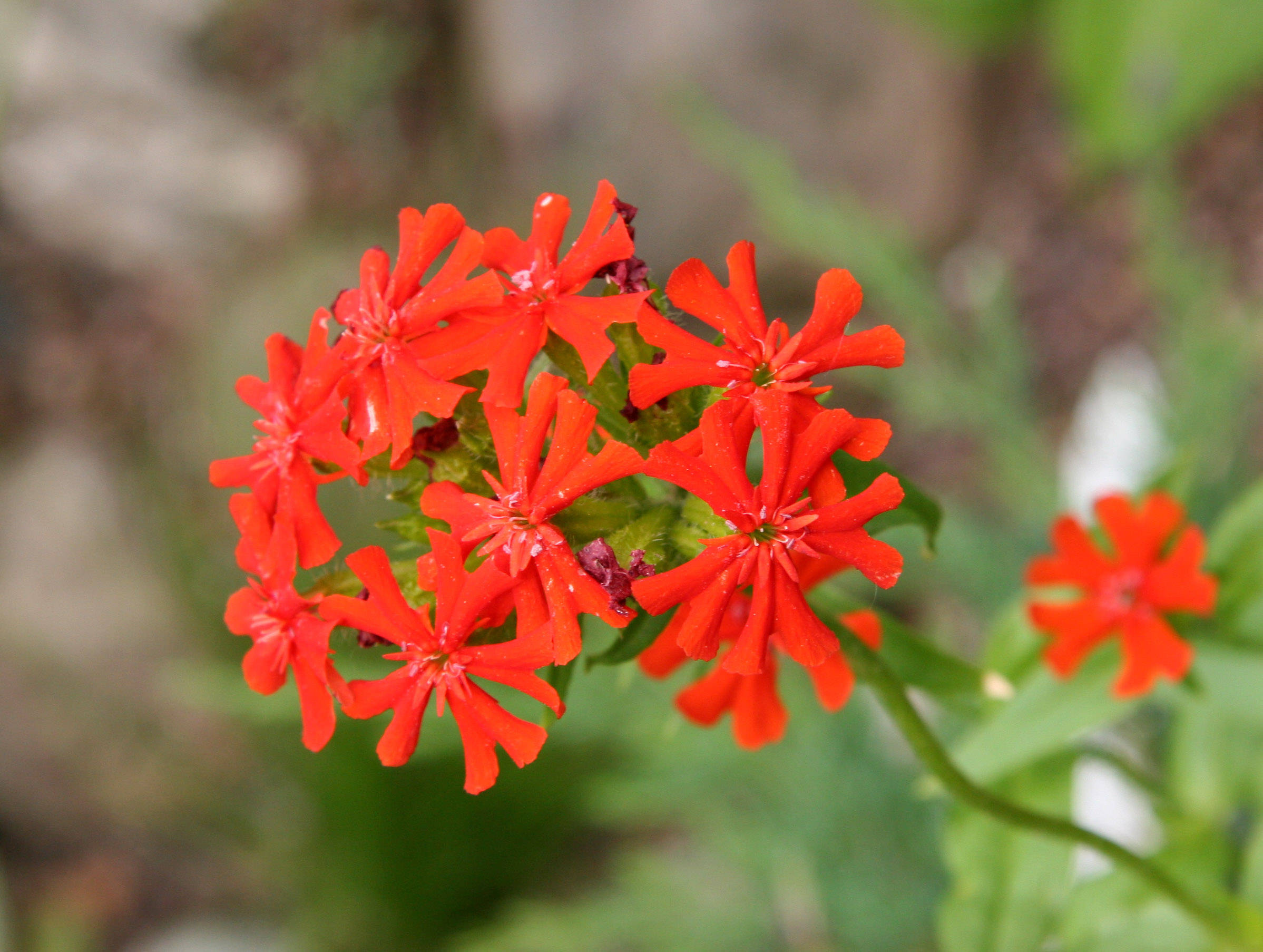 Lychnis chalcedonica or Maltese Cross Flower