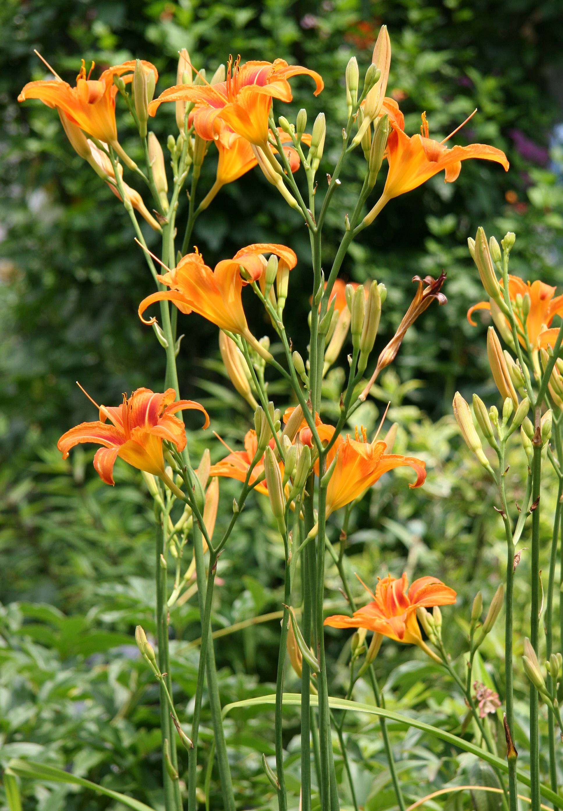 Day Lilies