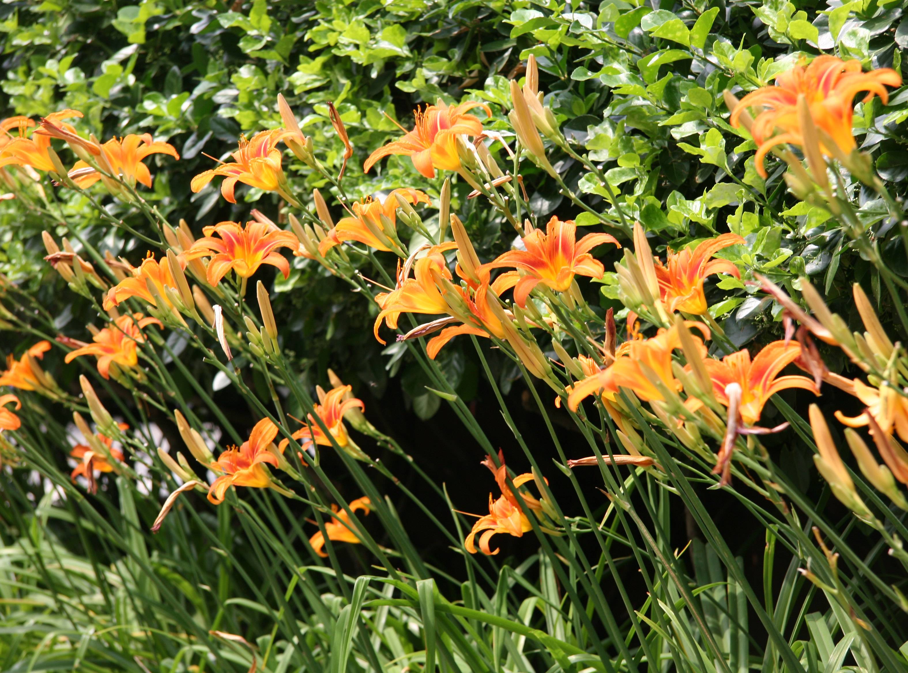 Day Lilies