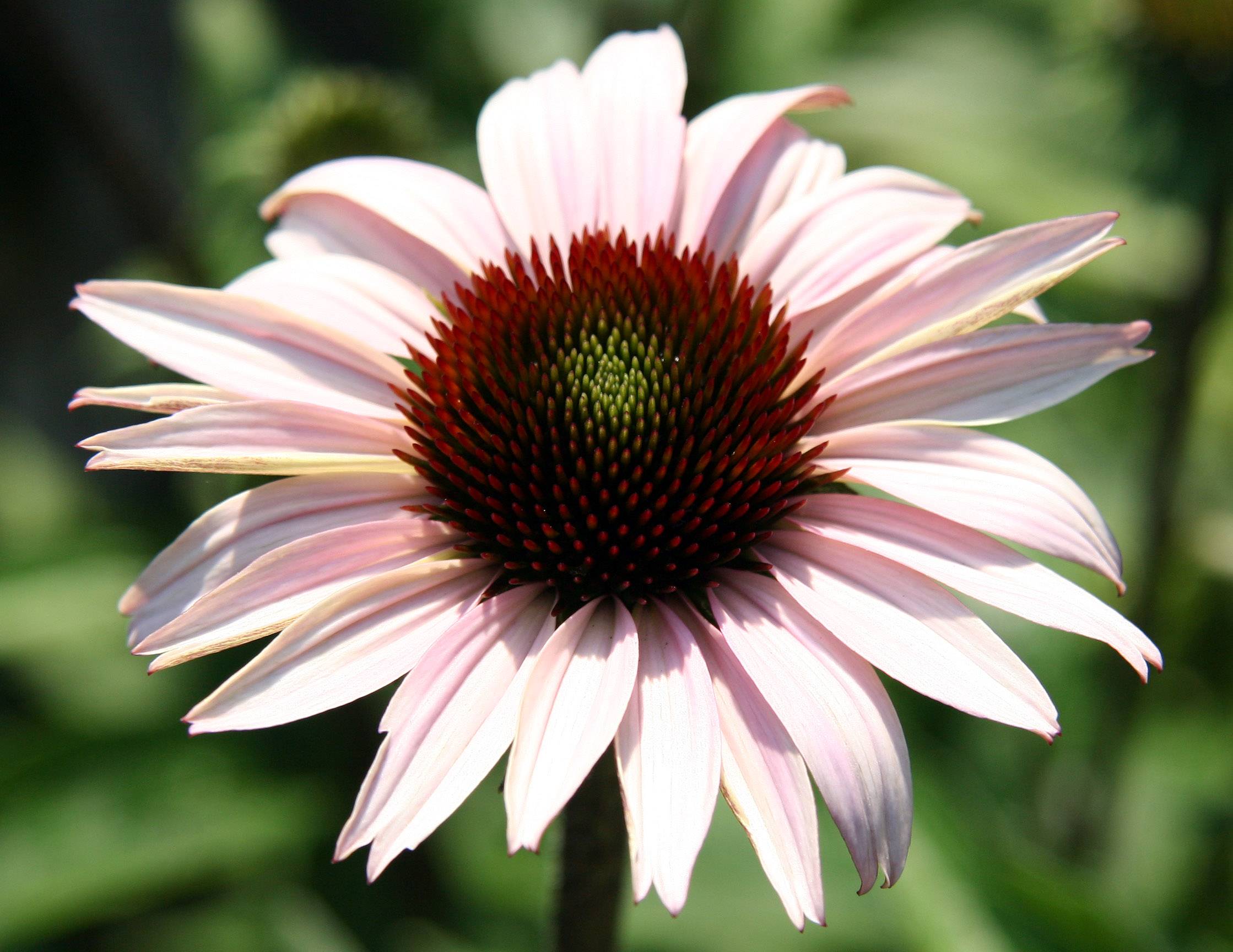 Echinacea