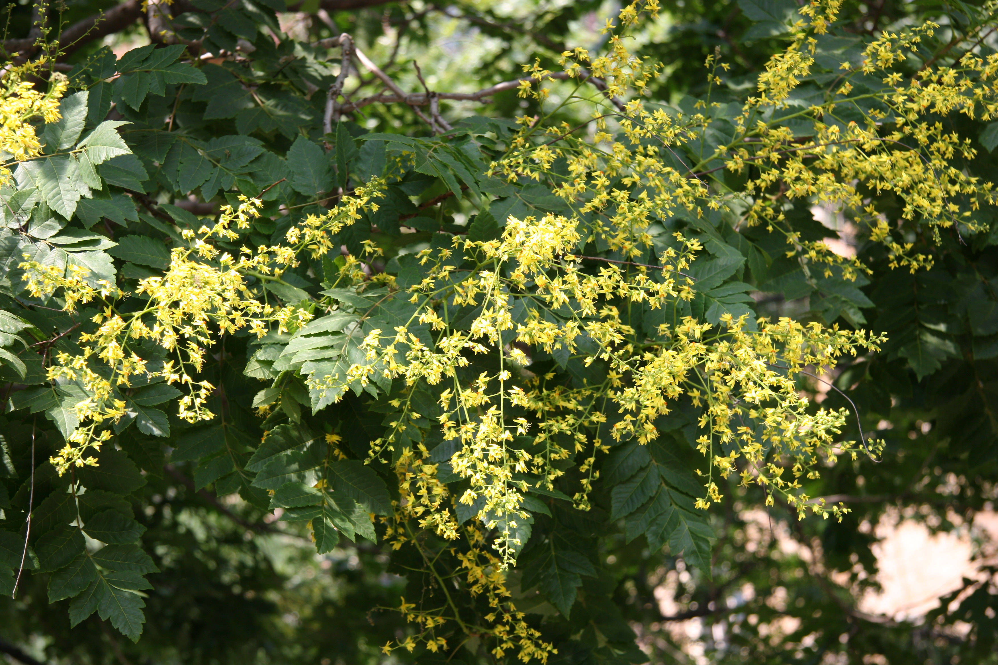 Golden Rain Tree Blossoms