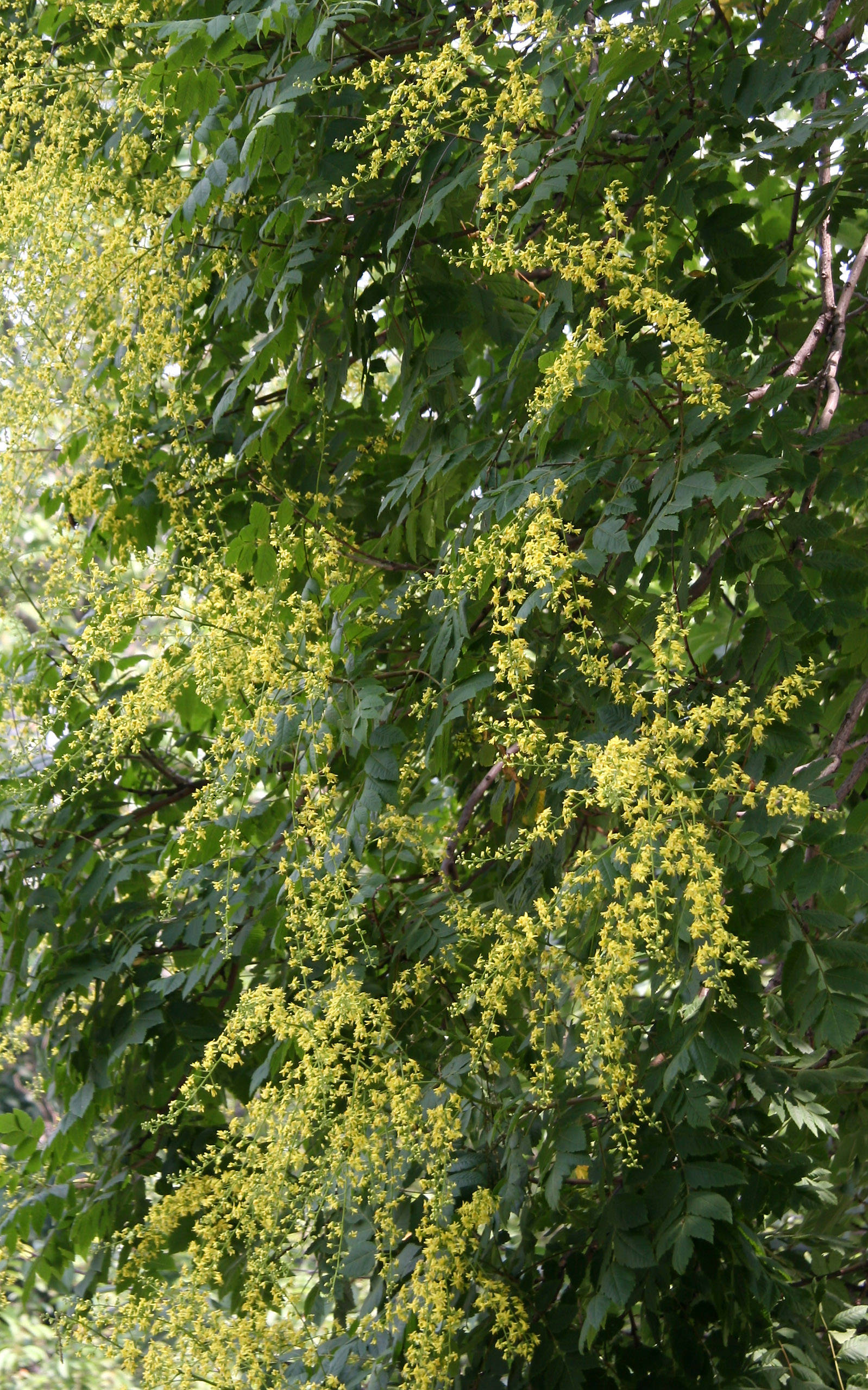 Golden Rain Tree Blossoms