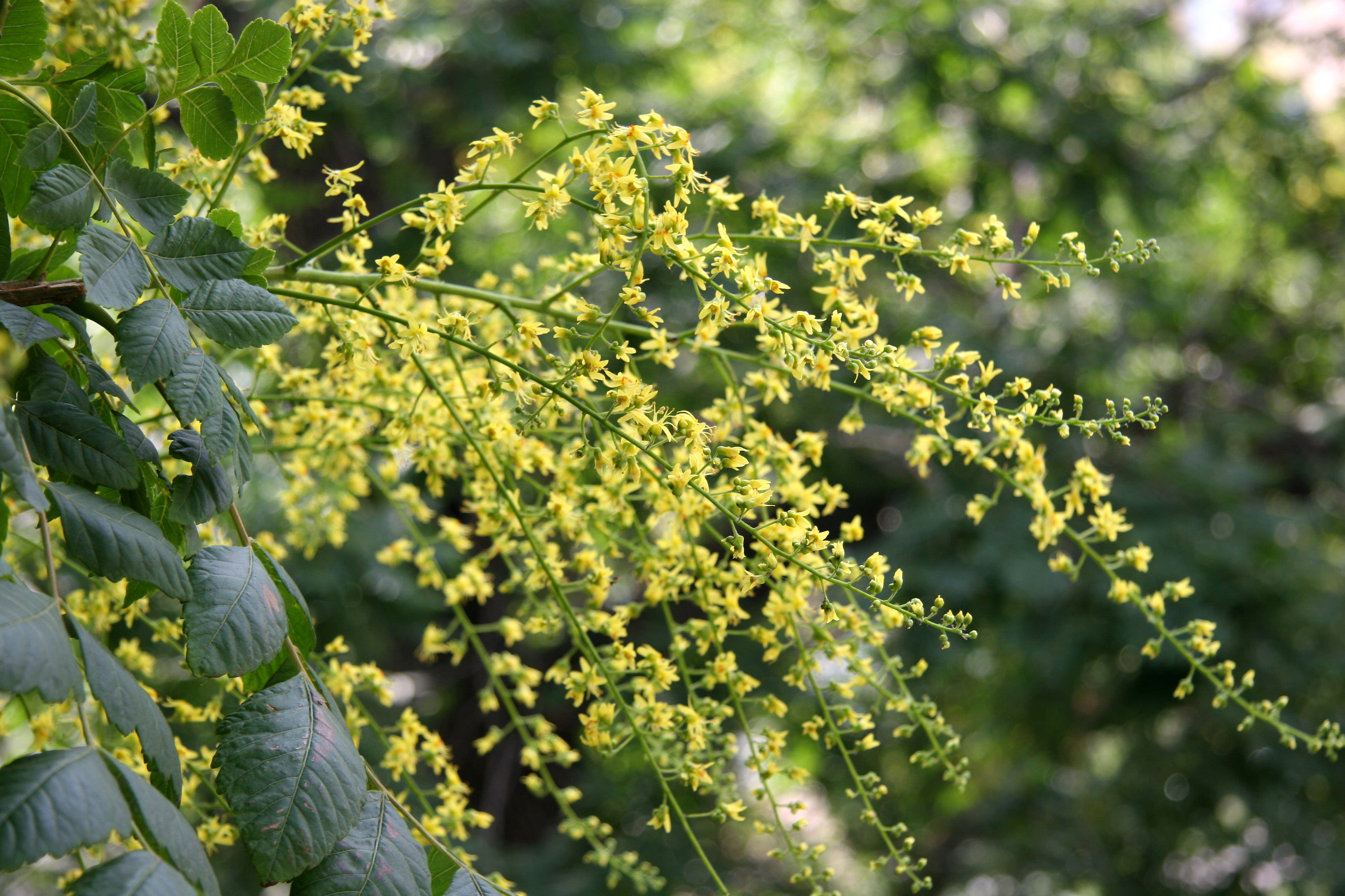 Golden Rain Tree Blossoms