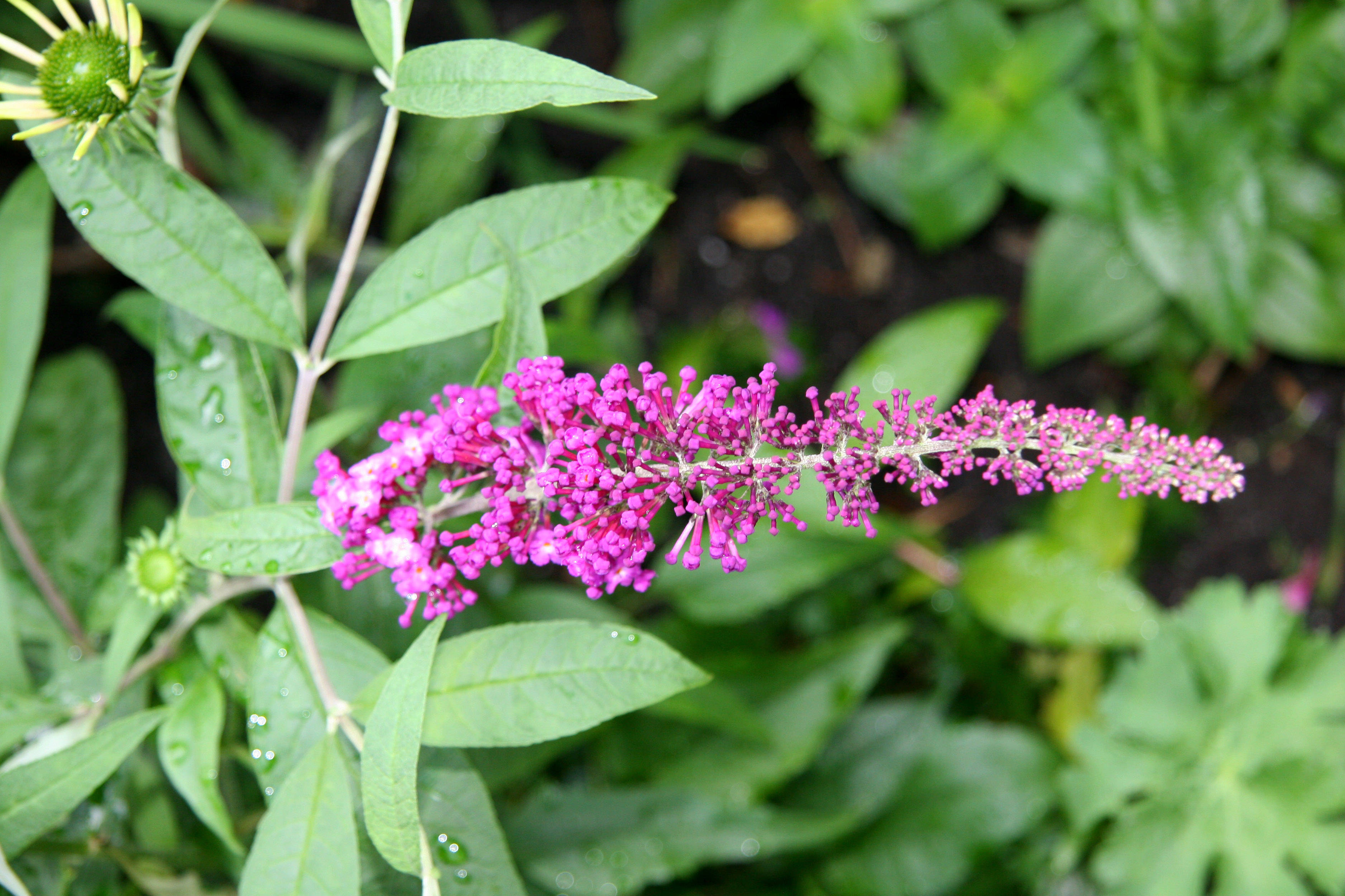 Butterfly Bush Blossoms