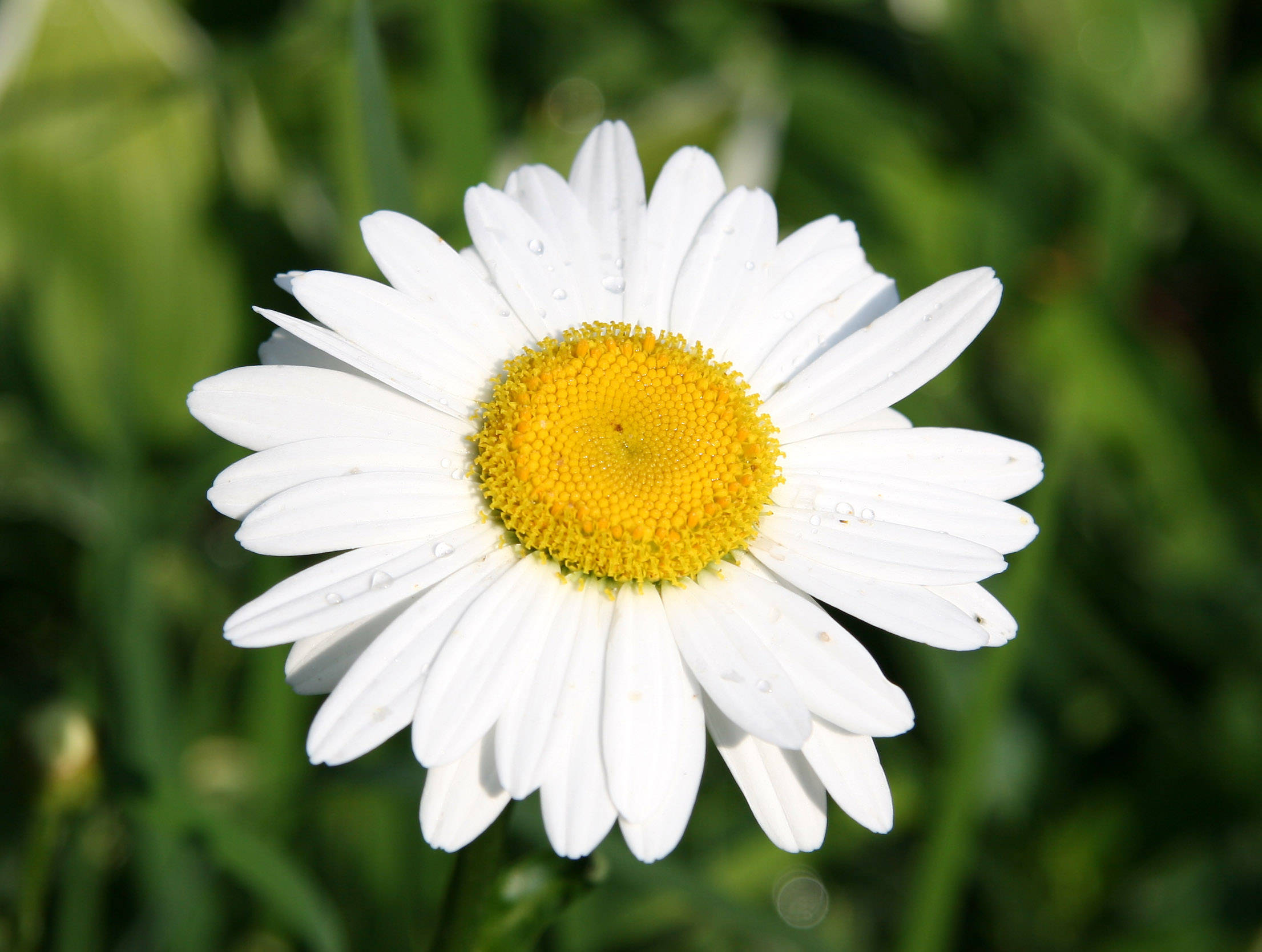 Daisy