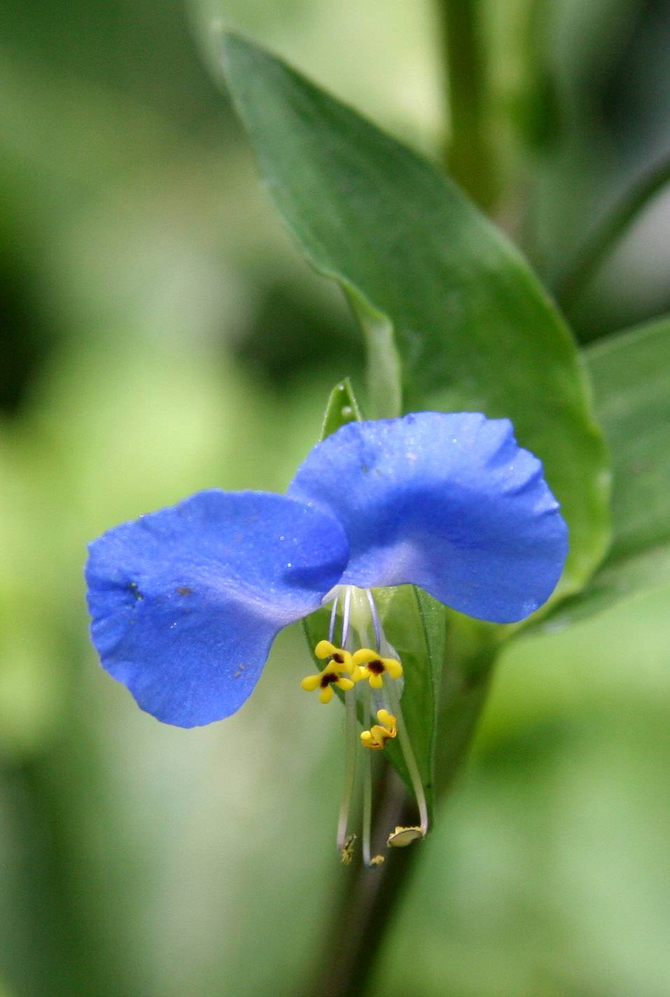 Commelina communis