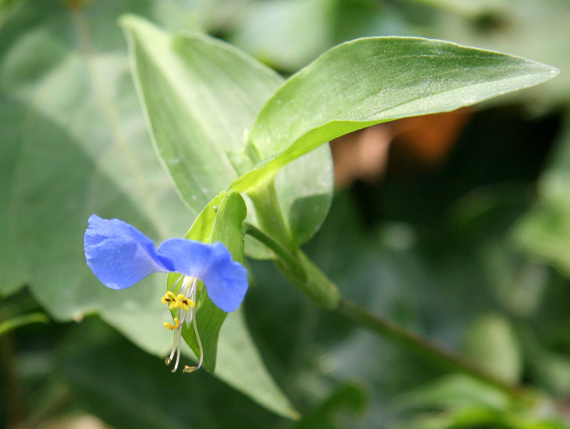 Commelina communis