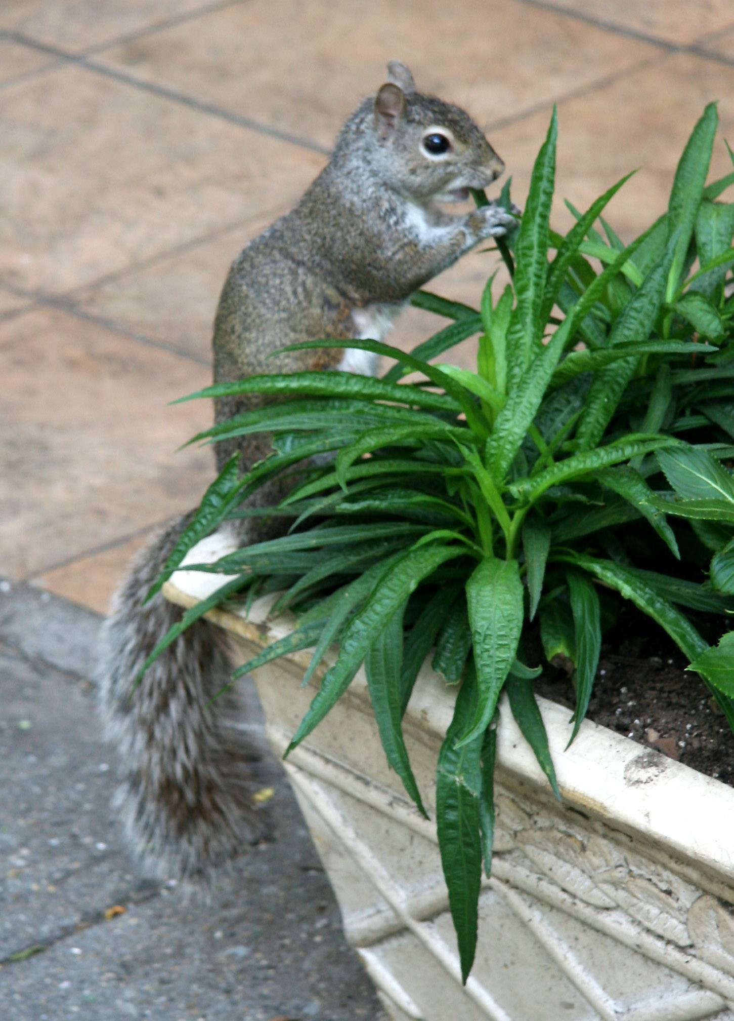 Sampling the Foliage