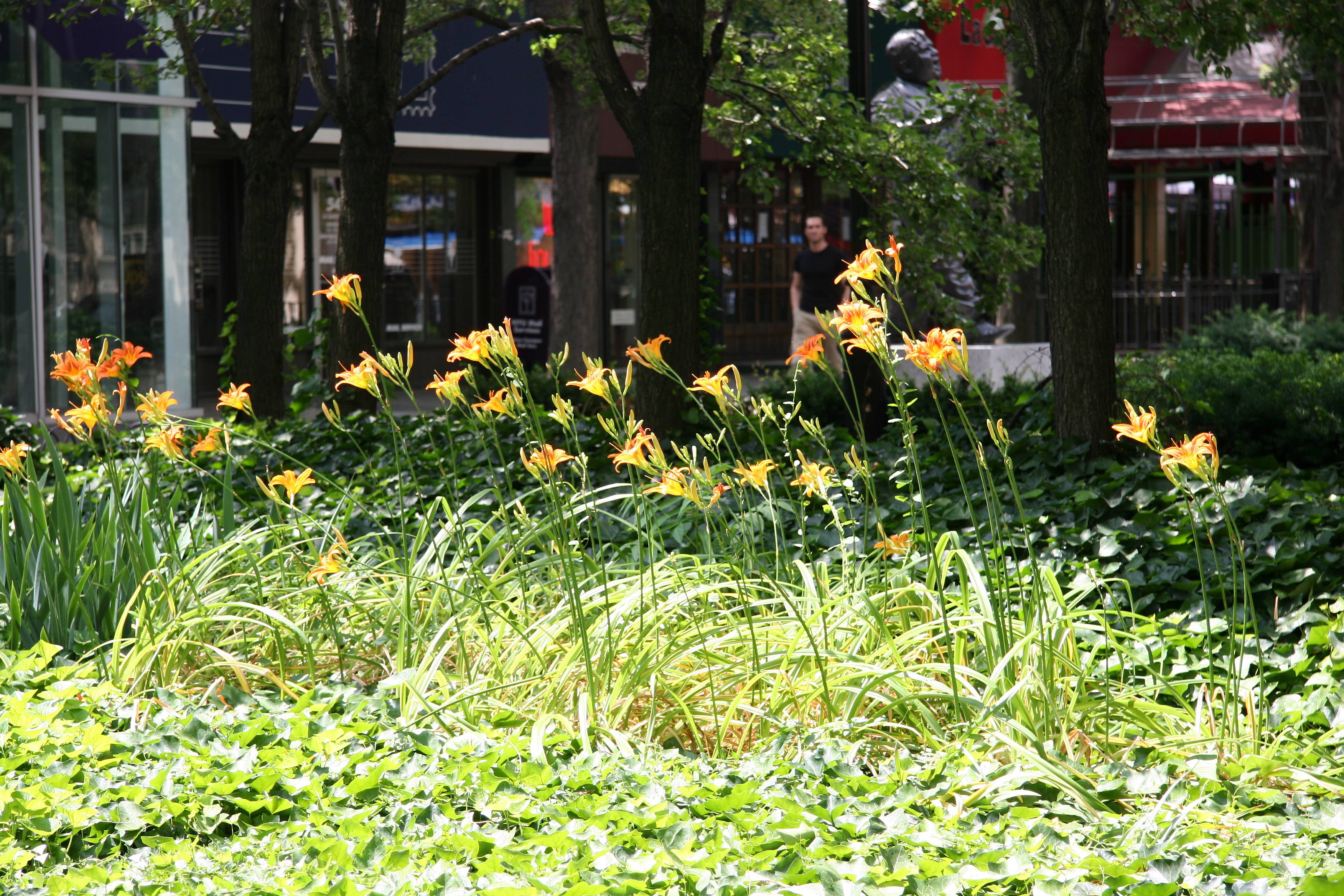 Day Lilies