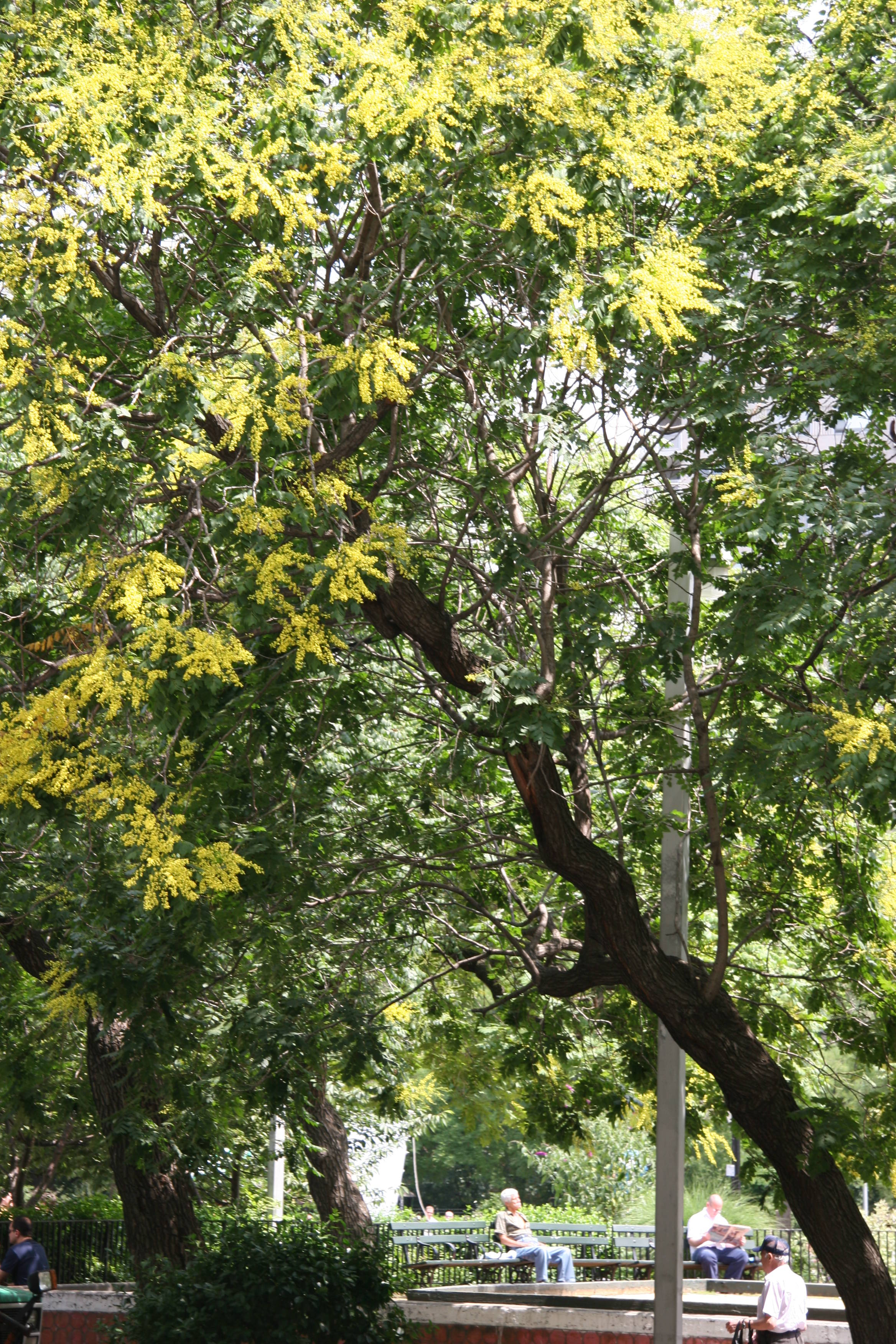 Golden  Rain Tree Blossoms
