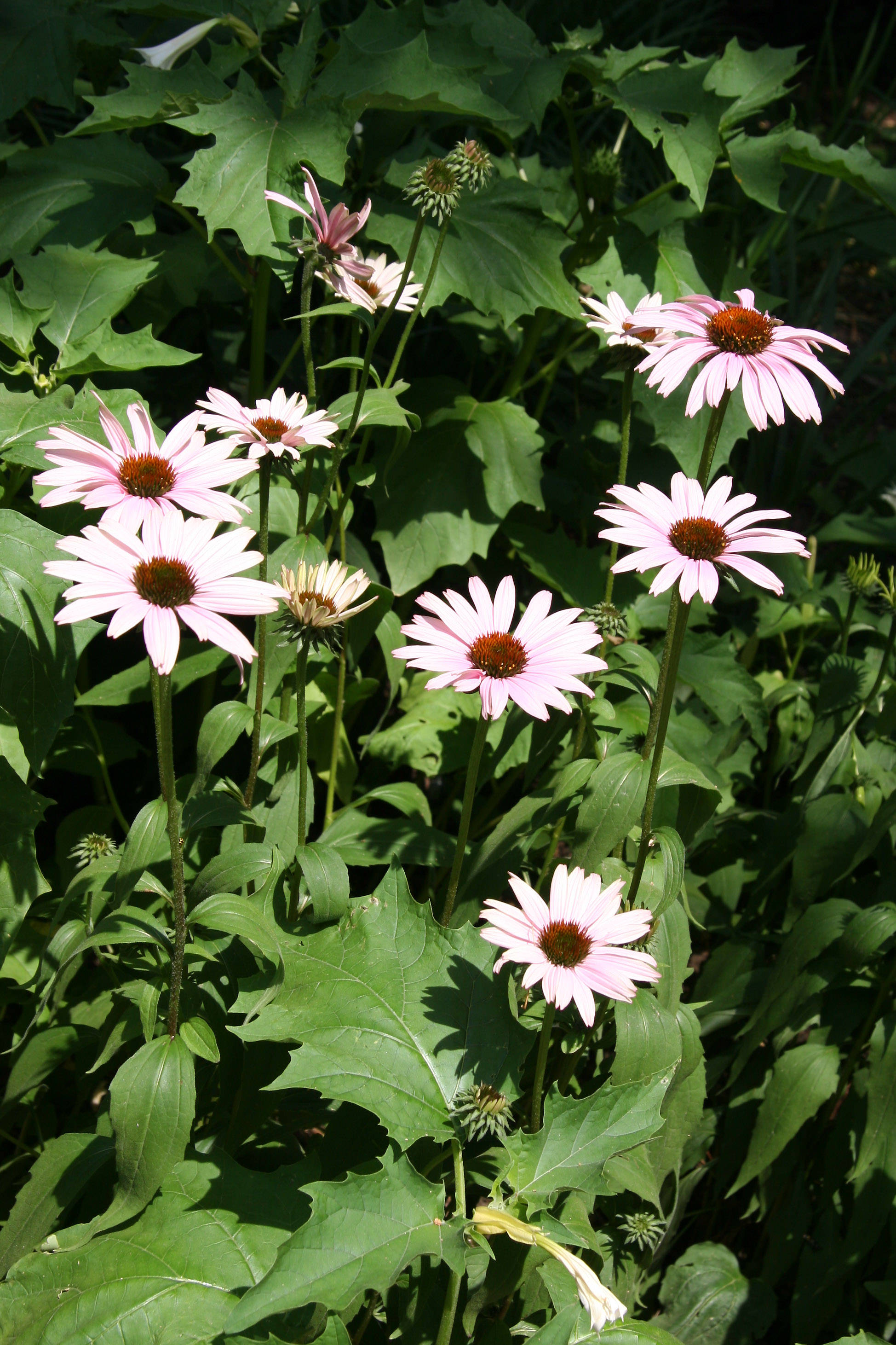 Echinacea