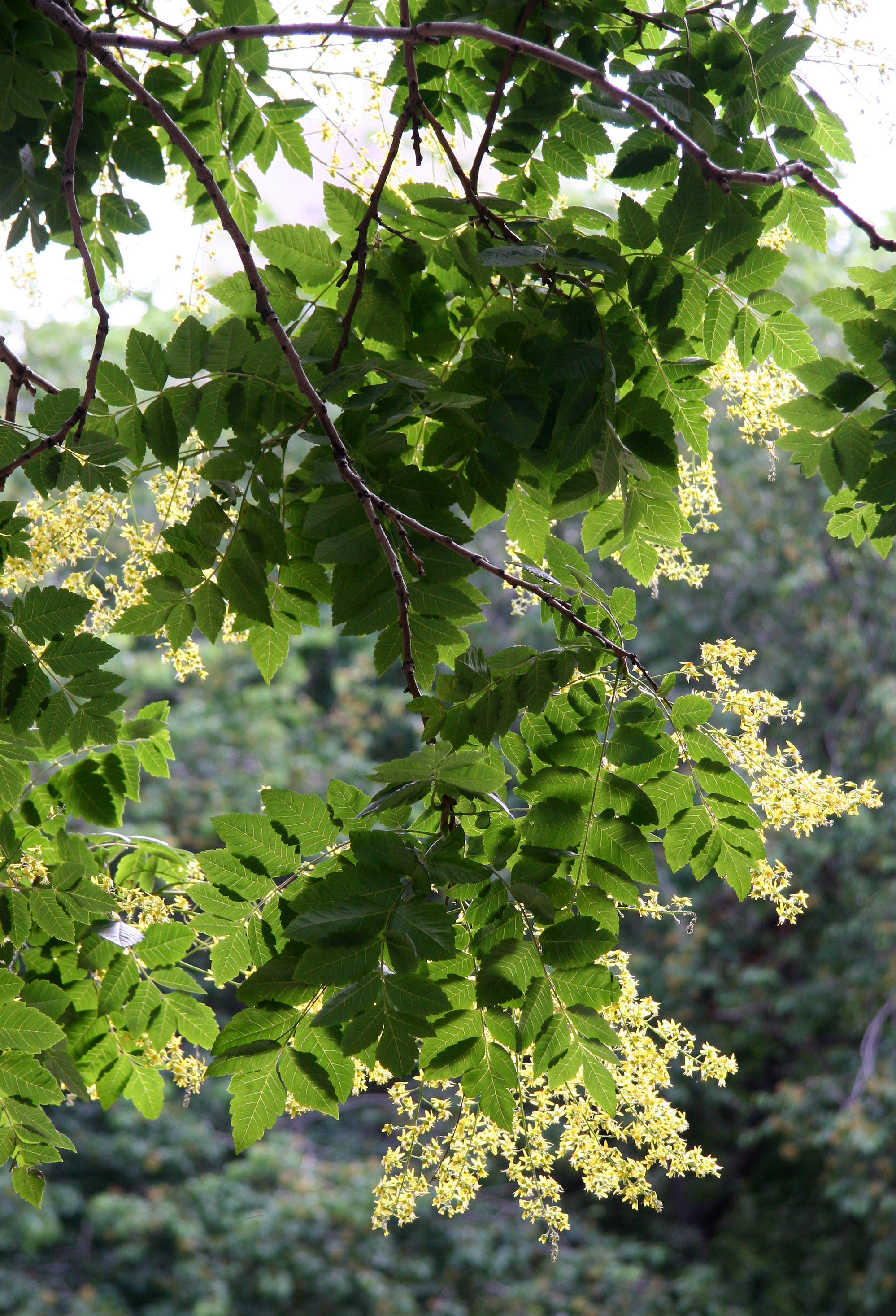 Golden Rain Tree Blossoms