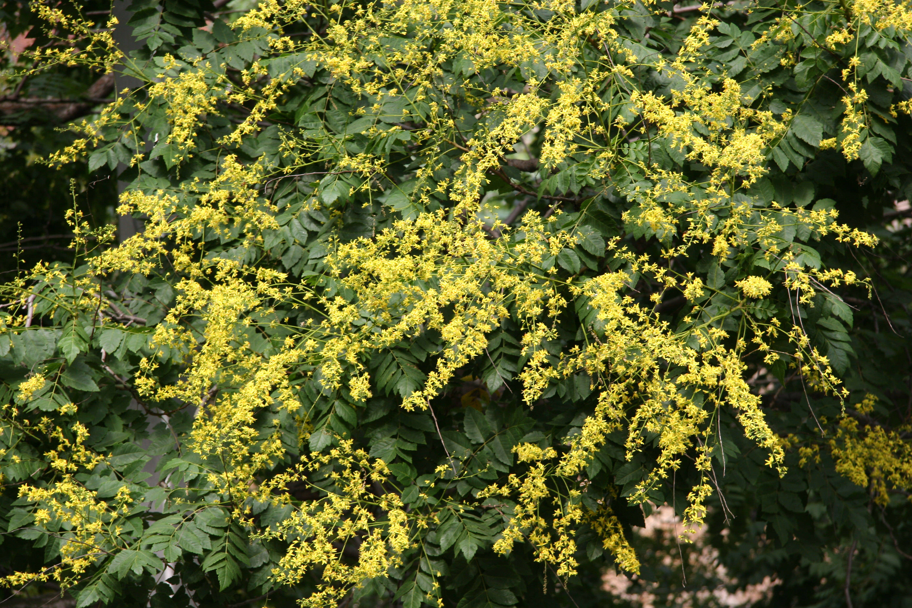 Golden Rain Tree Blossoms