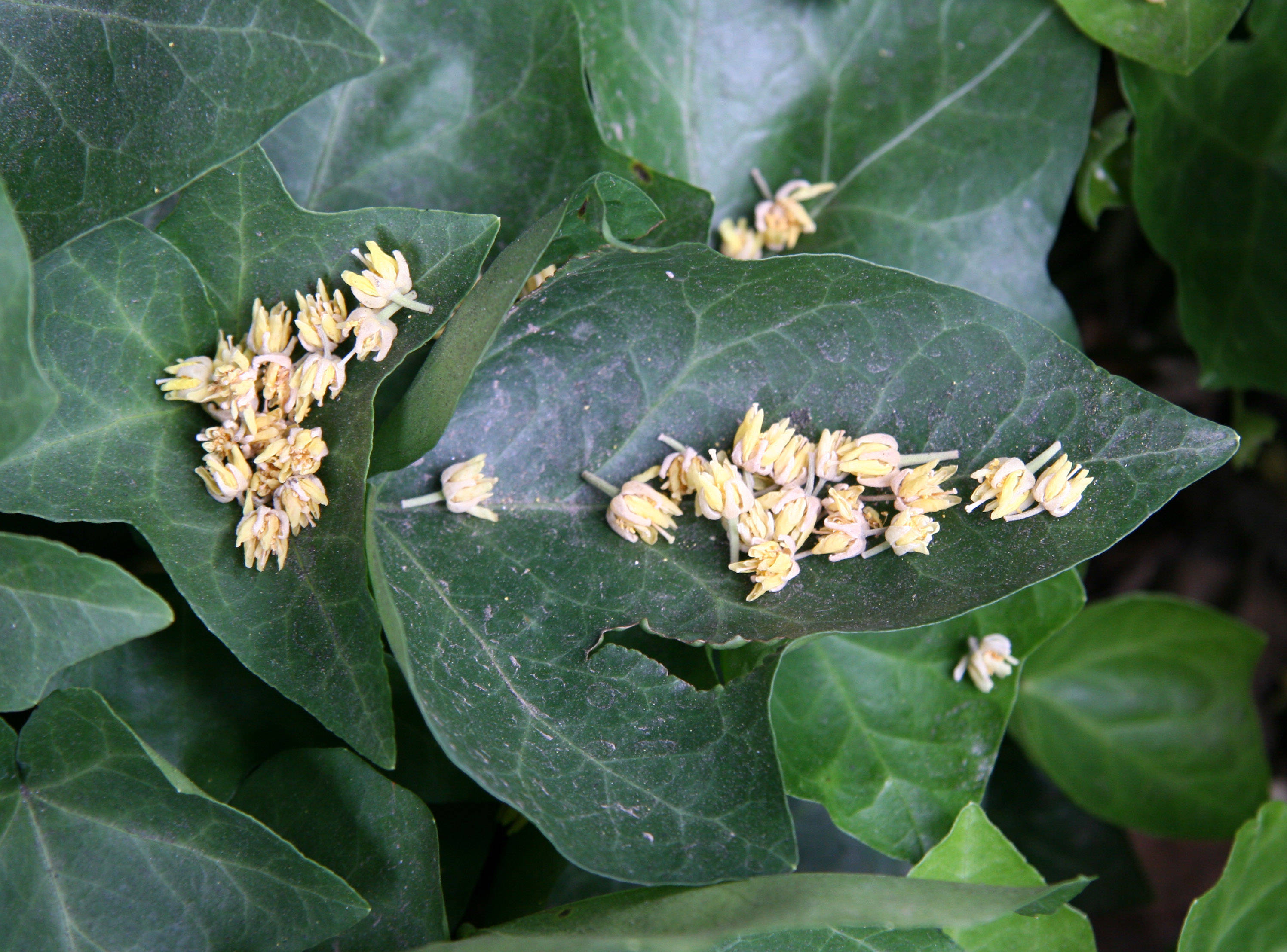 Linden Tree Blossoms on Ivy