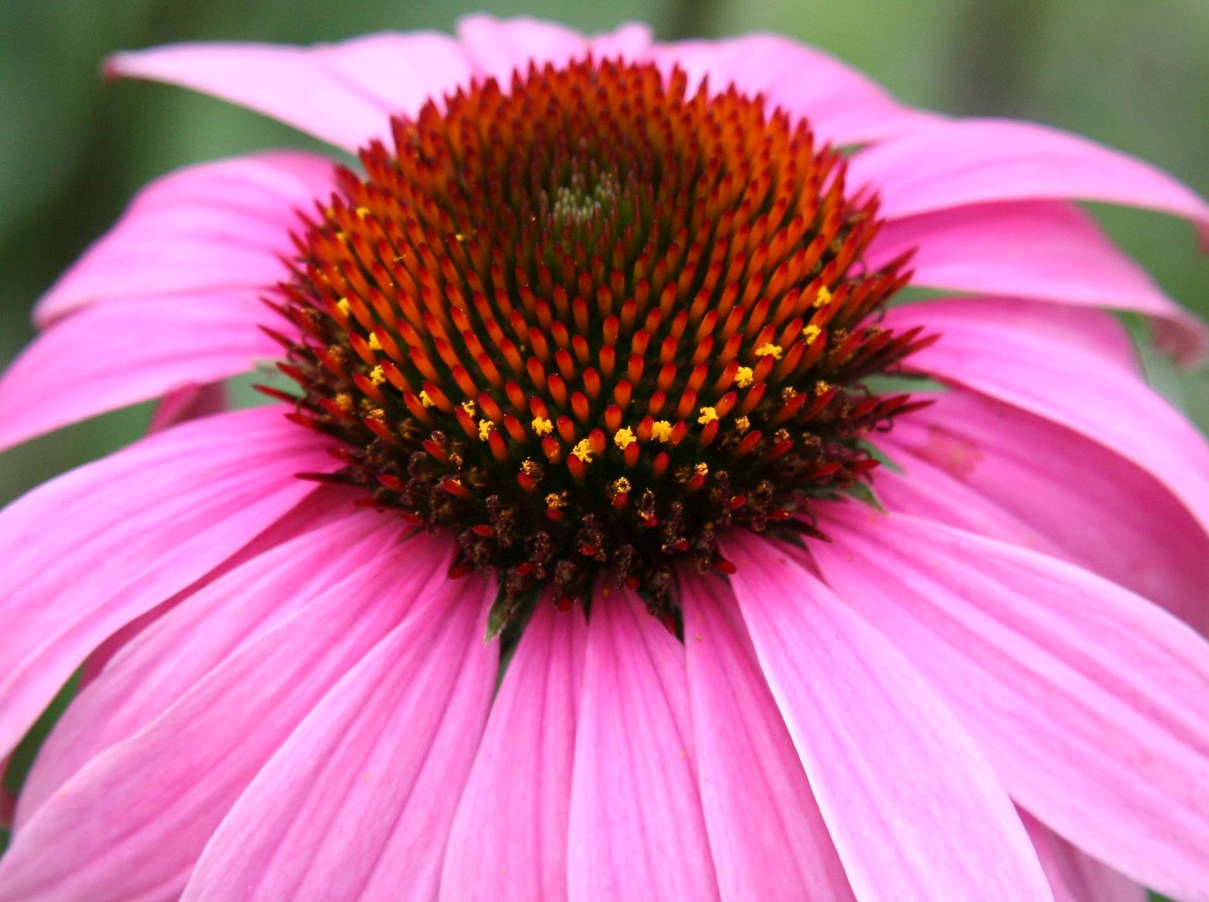Echinacea