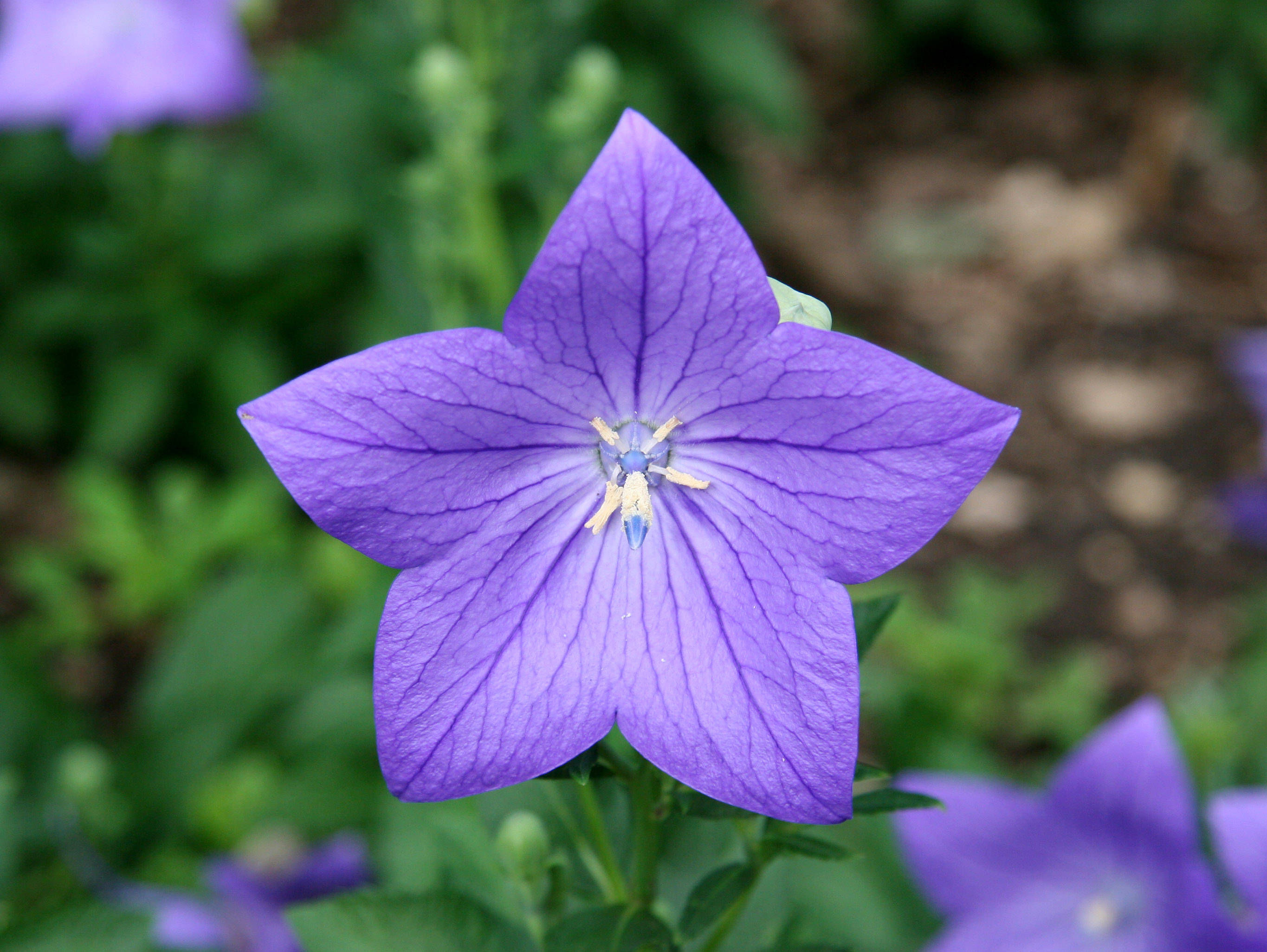 Balloon Flower