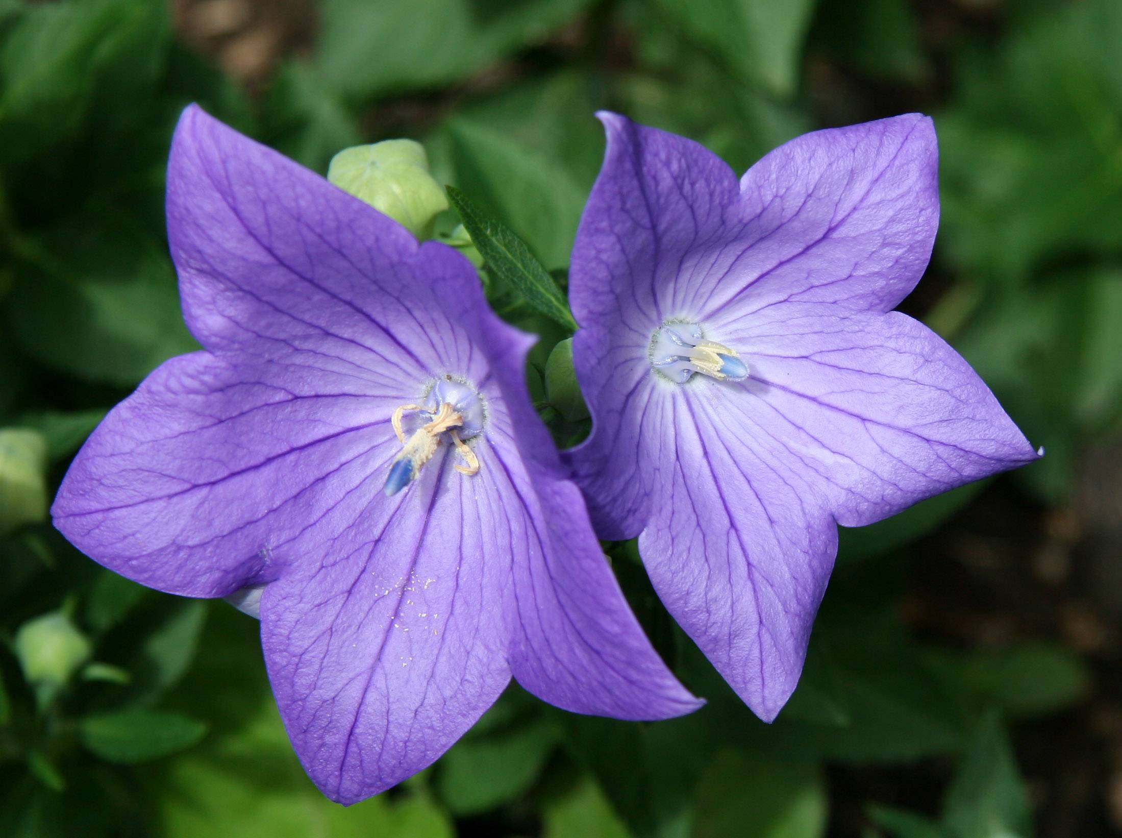 Balloon Flowers