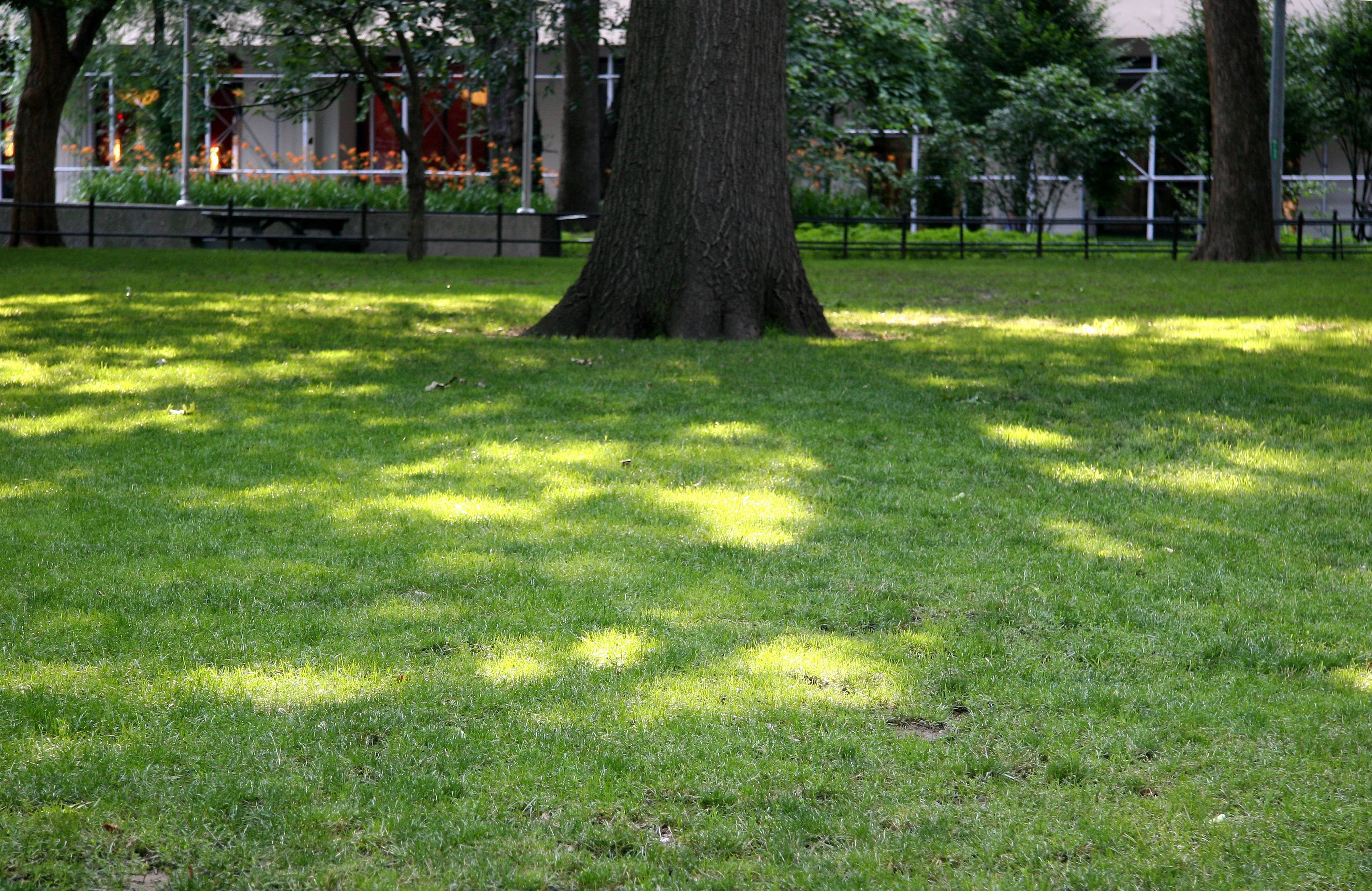 Morning Sunlight on Green Grass