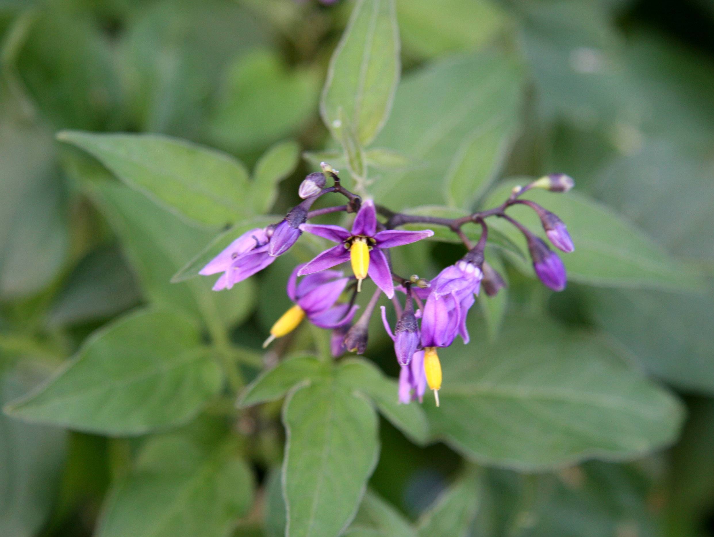 Solanum Dulcamara