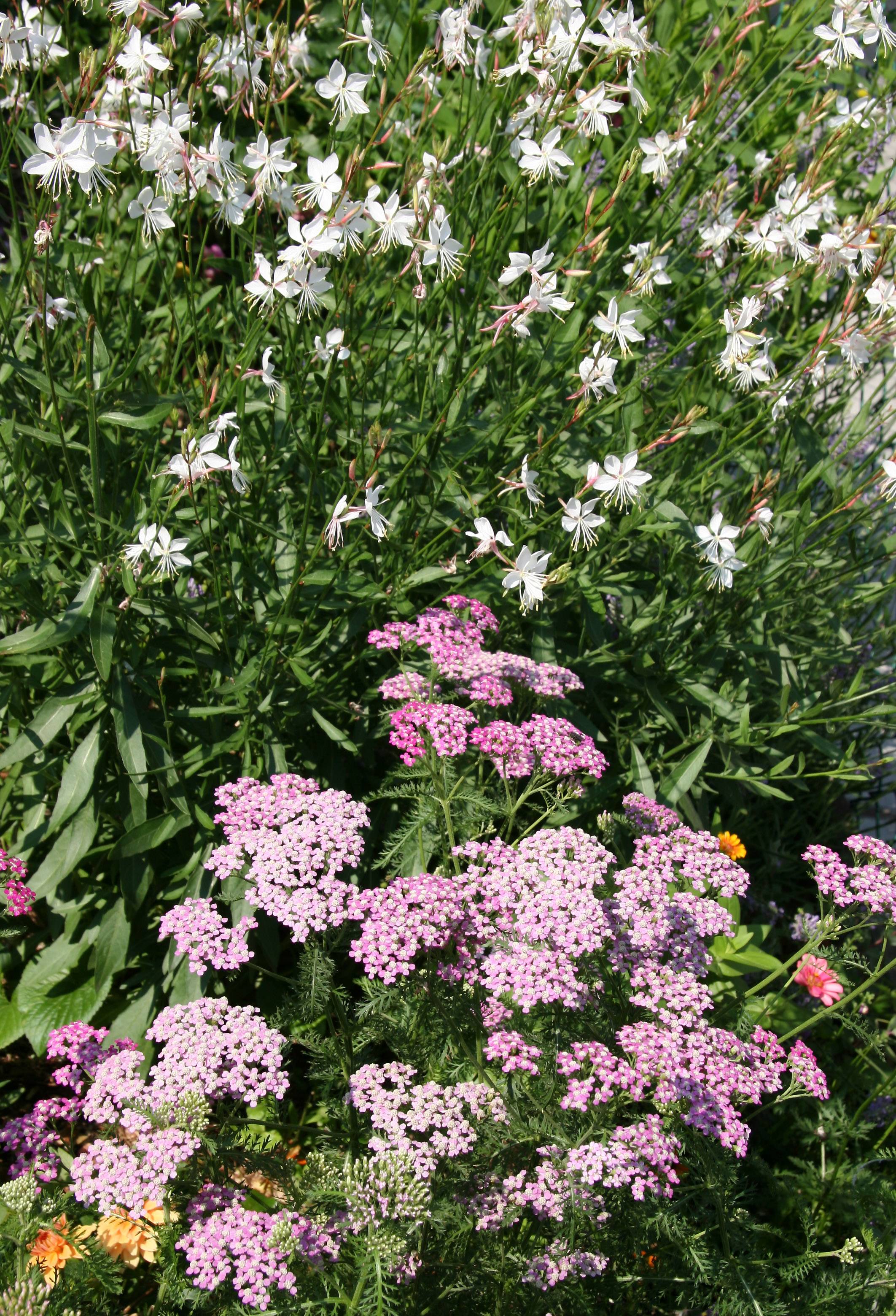 Gaura & Yarrow