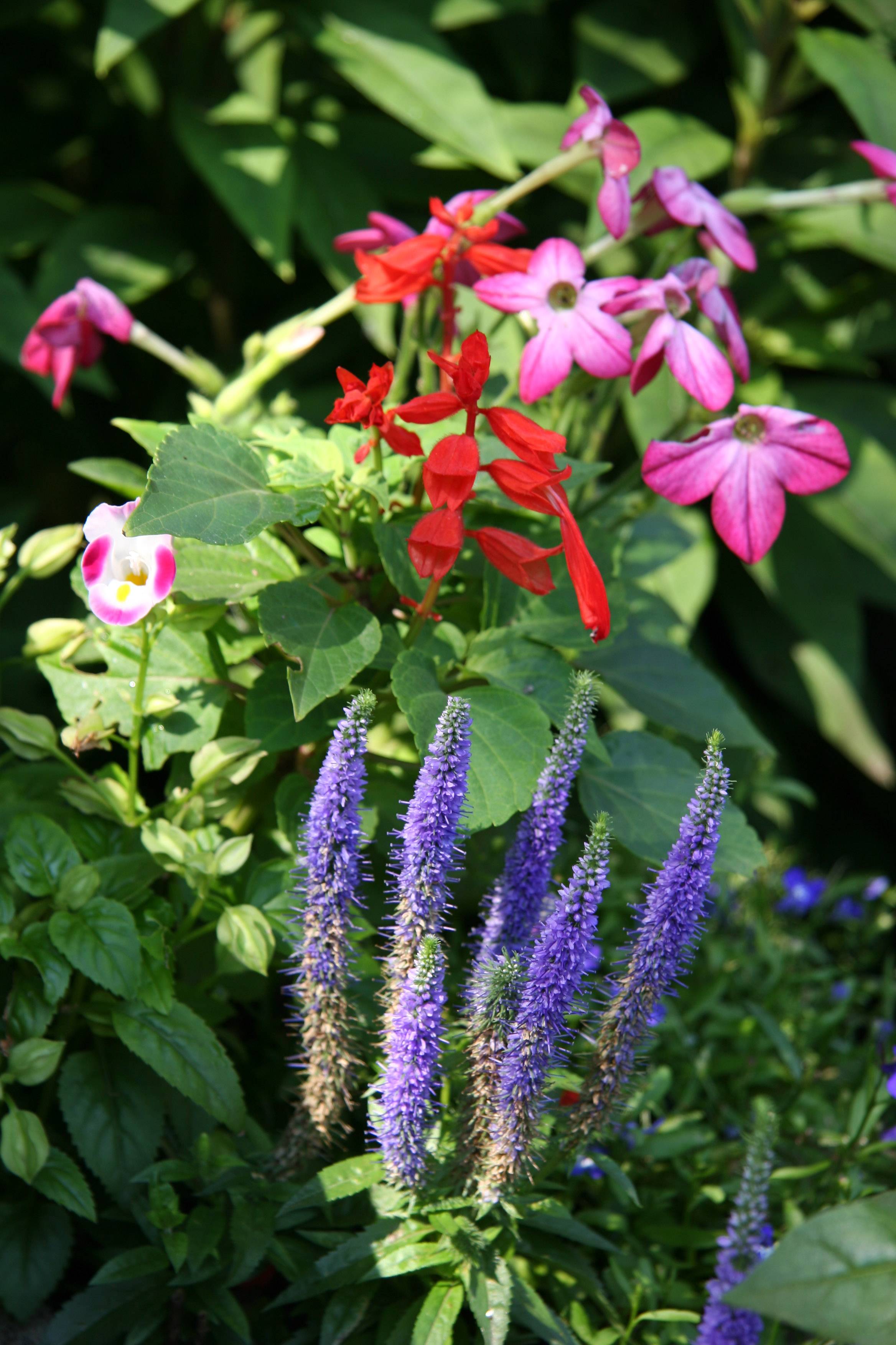 Blue Veronica , Red Salvia  & Nicotiana