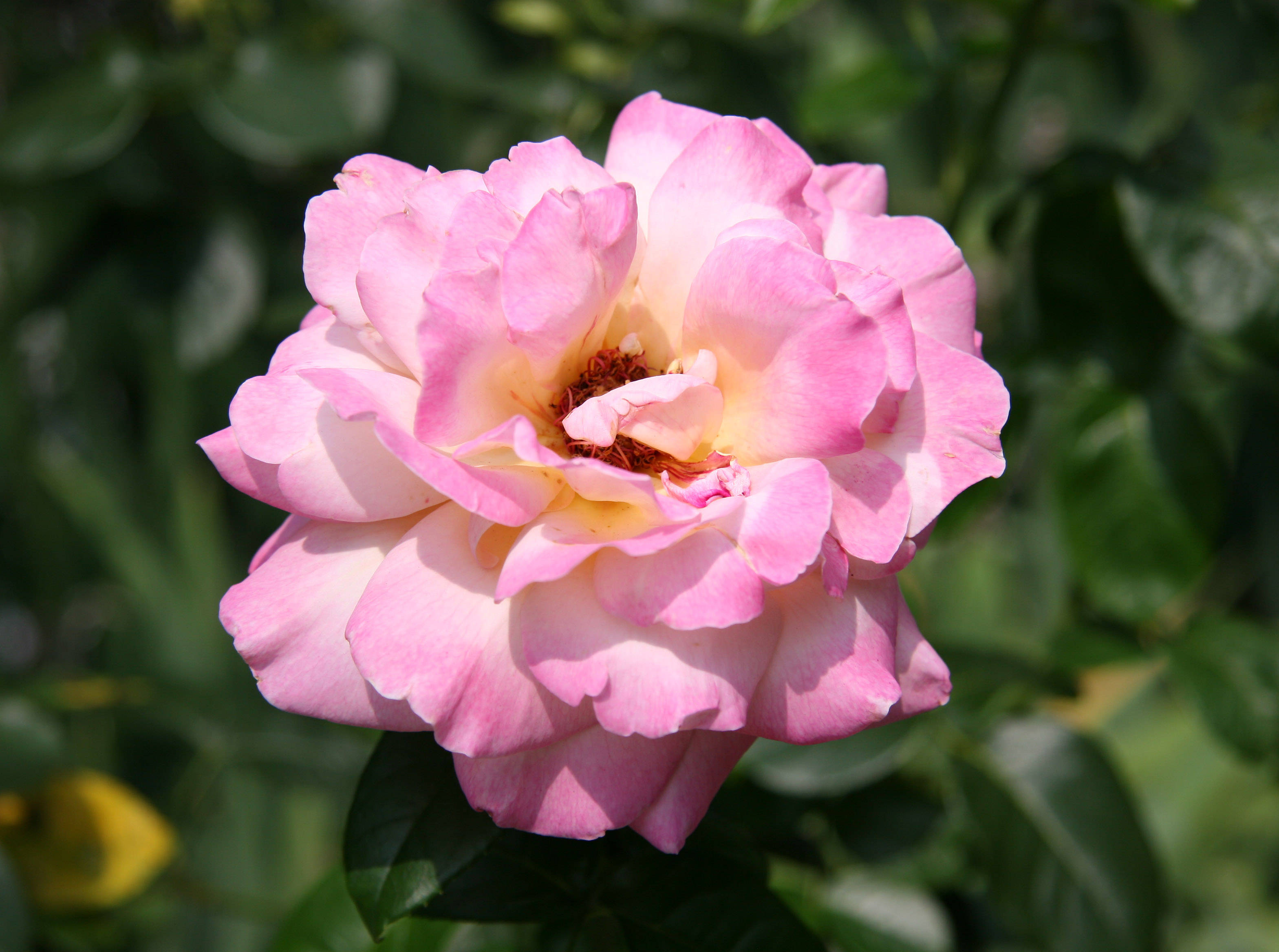 Chicago Peace Rose