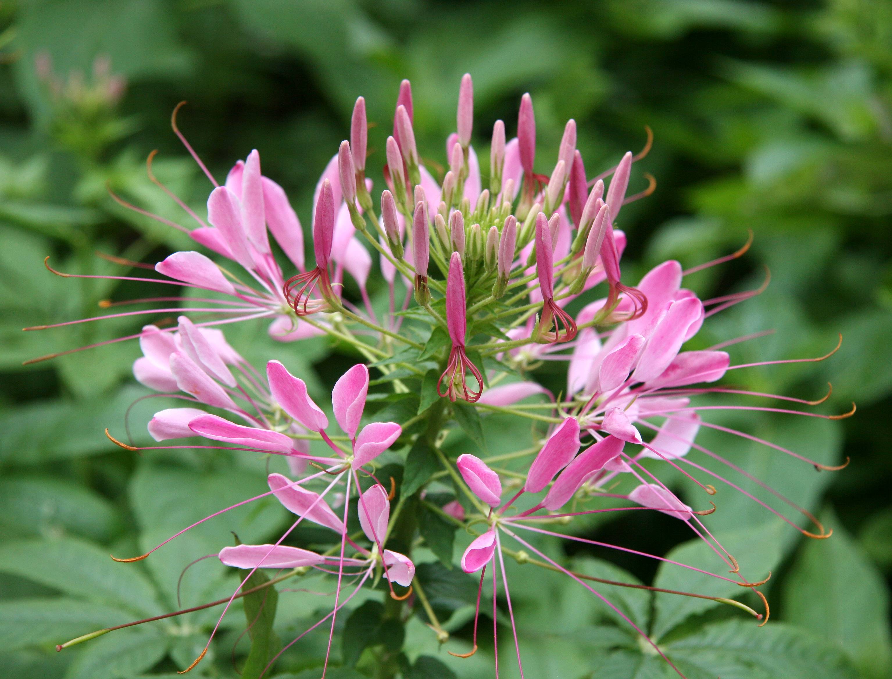 Cleome