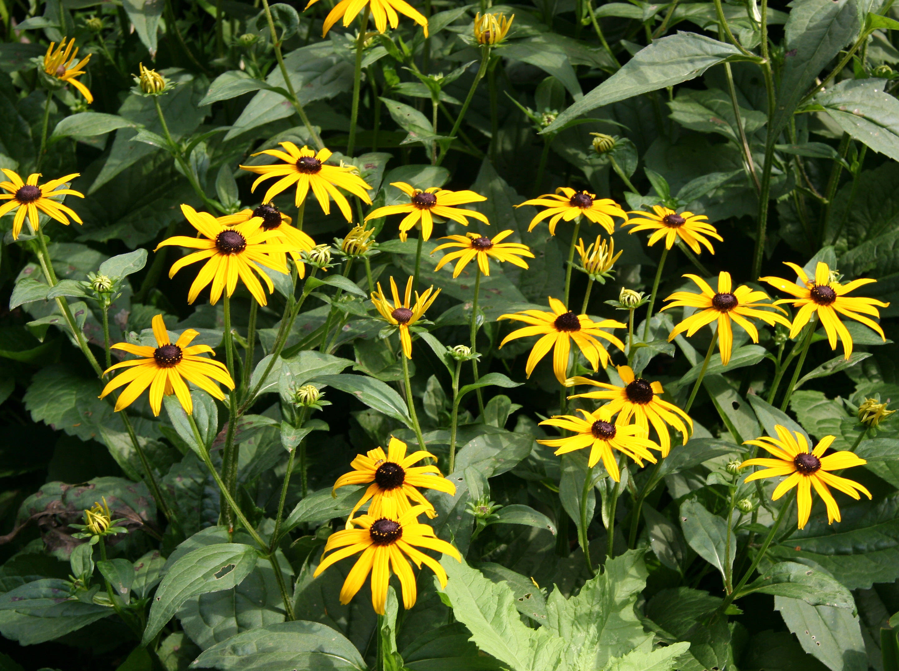Blackeyed Susans